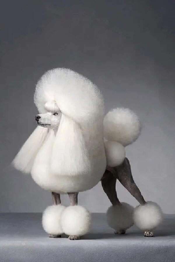 (专业版)一天认识一个犬种-贵宾犬