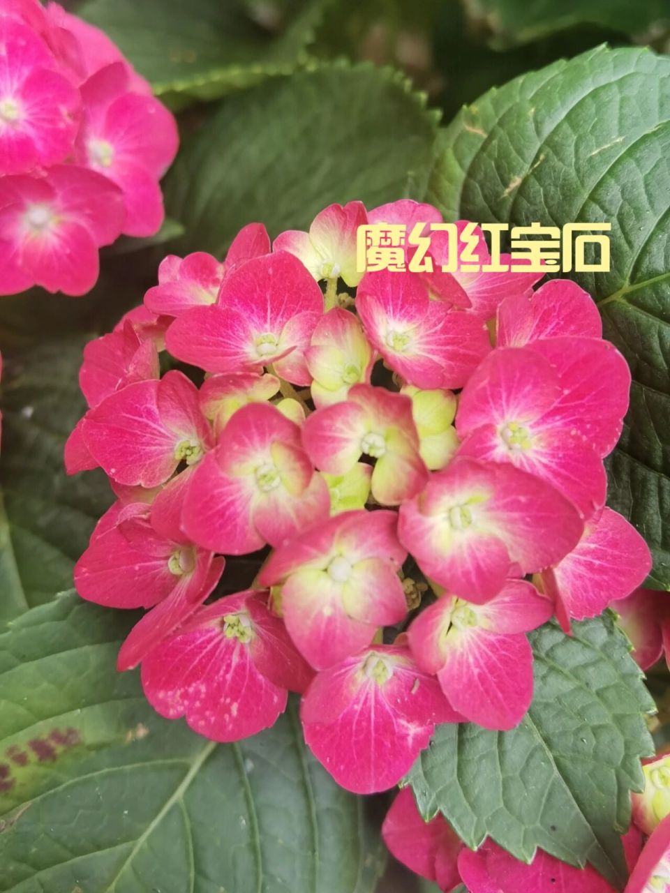 这棵魔幻红宝石一样有魔幻系列的优点:好养.不需要太费心就能爆花.