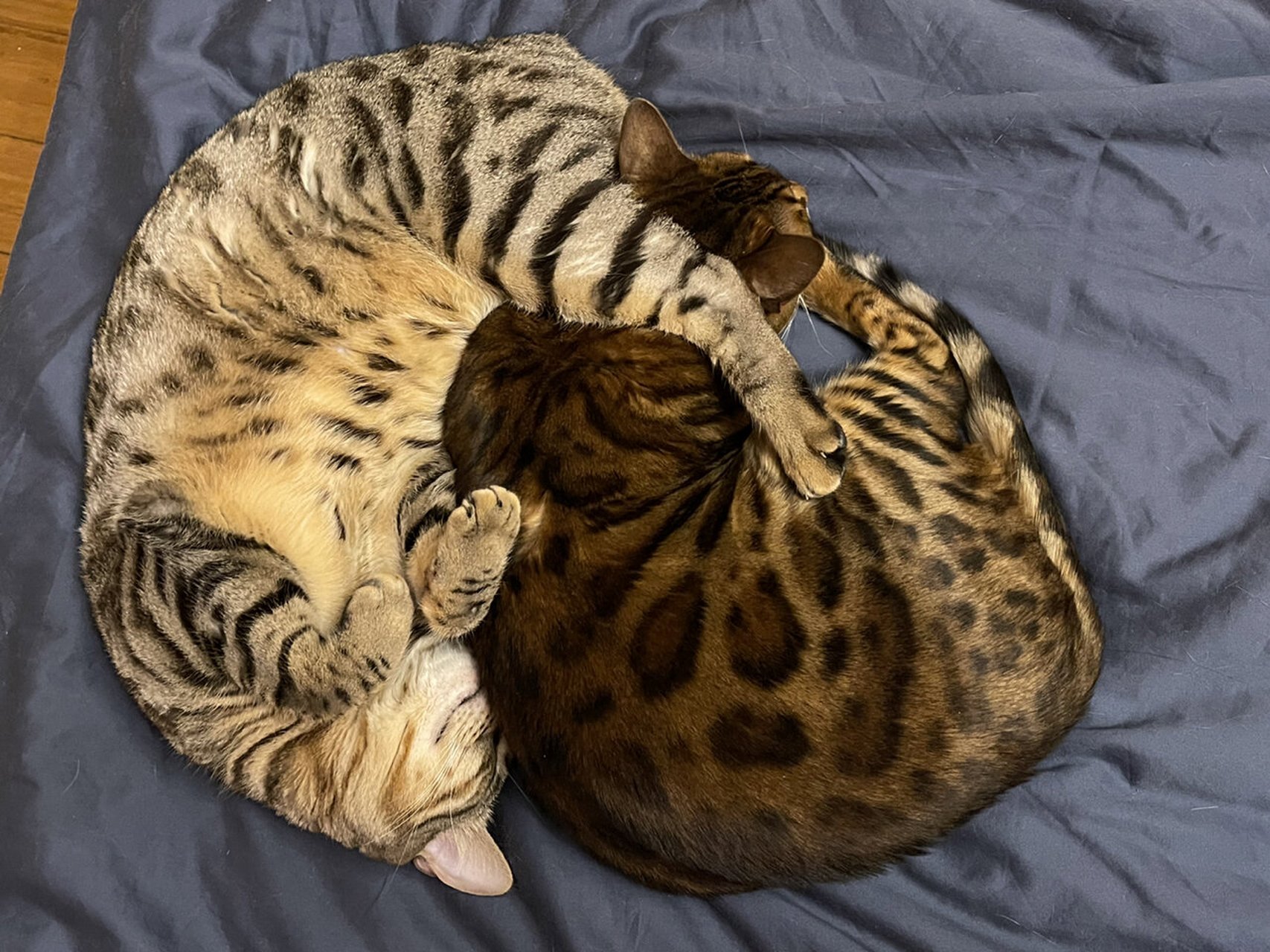颜色和体型都像美短,身上的点子像豹猫. 然后我们就把核桃