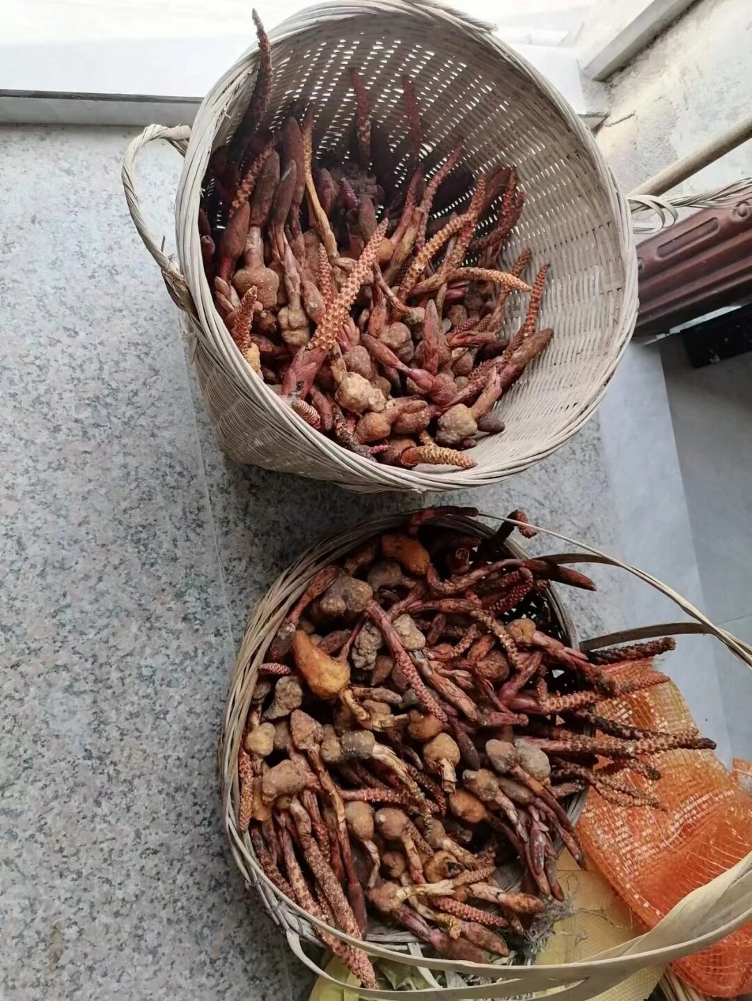 通天蜡烛,纯野生的,识货需要即卖! #草药# #野生#真假辨别