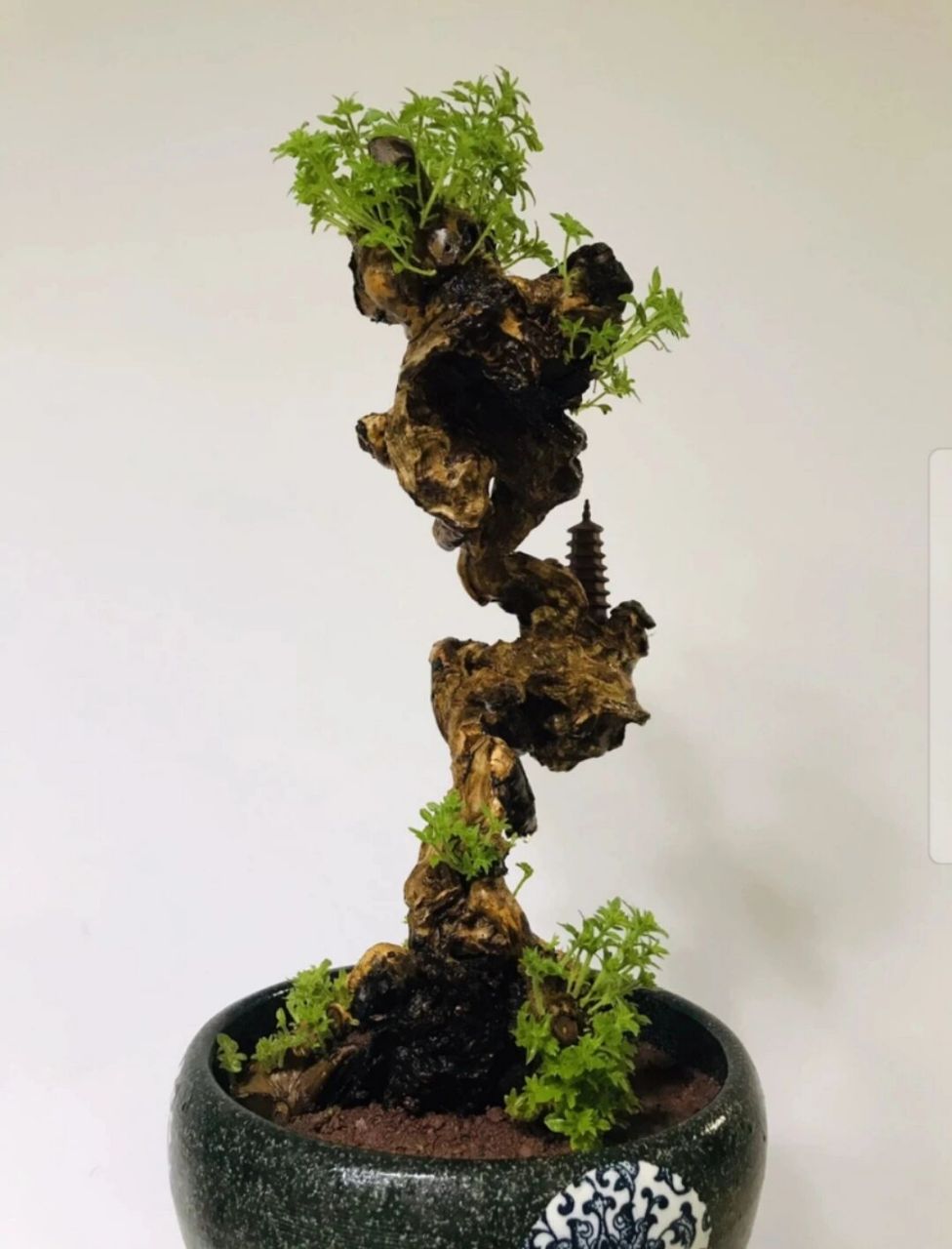 黄荆 黄荆盆景舍利镂空碳化老桩,尺寸大小见图,高度51厘米盆土上,根盘