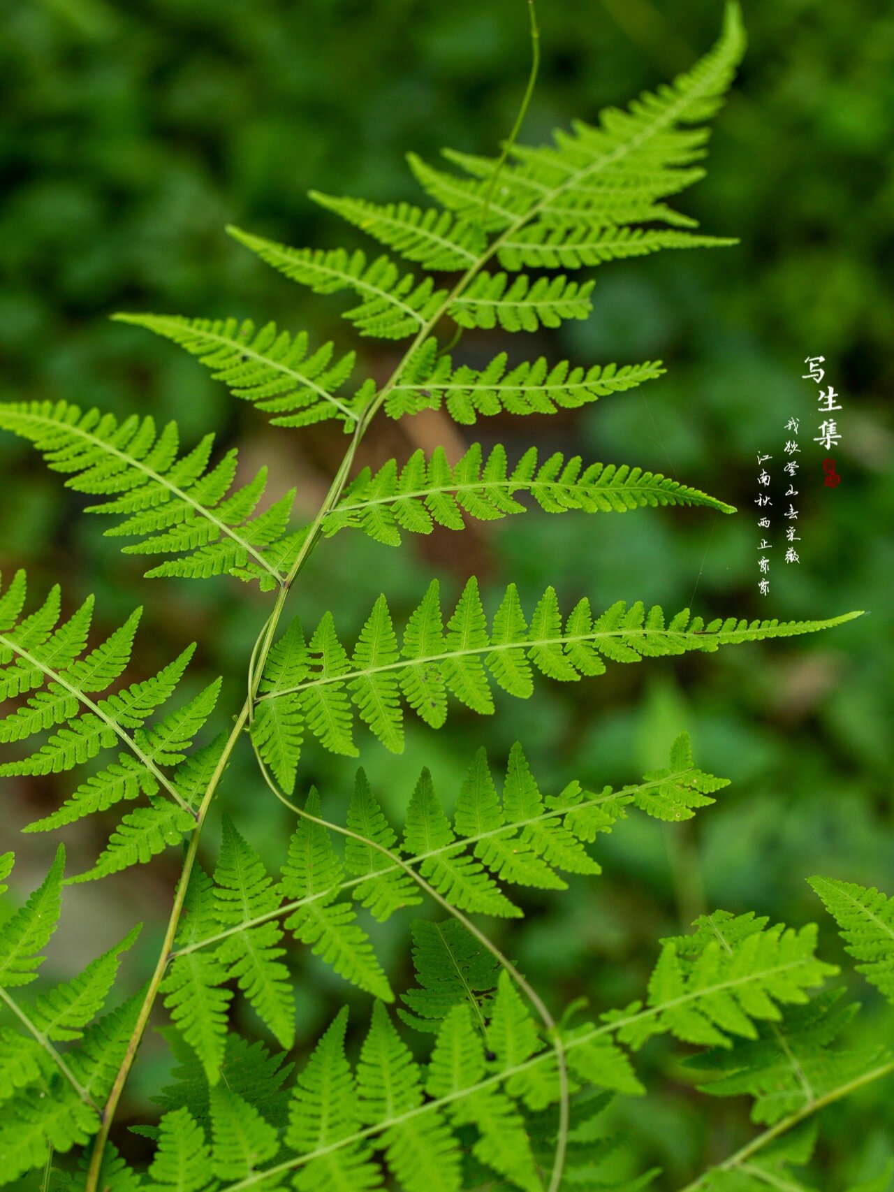 针毛蕨(学名:macrothelypteris oligophlebia (bak.