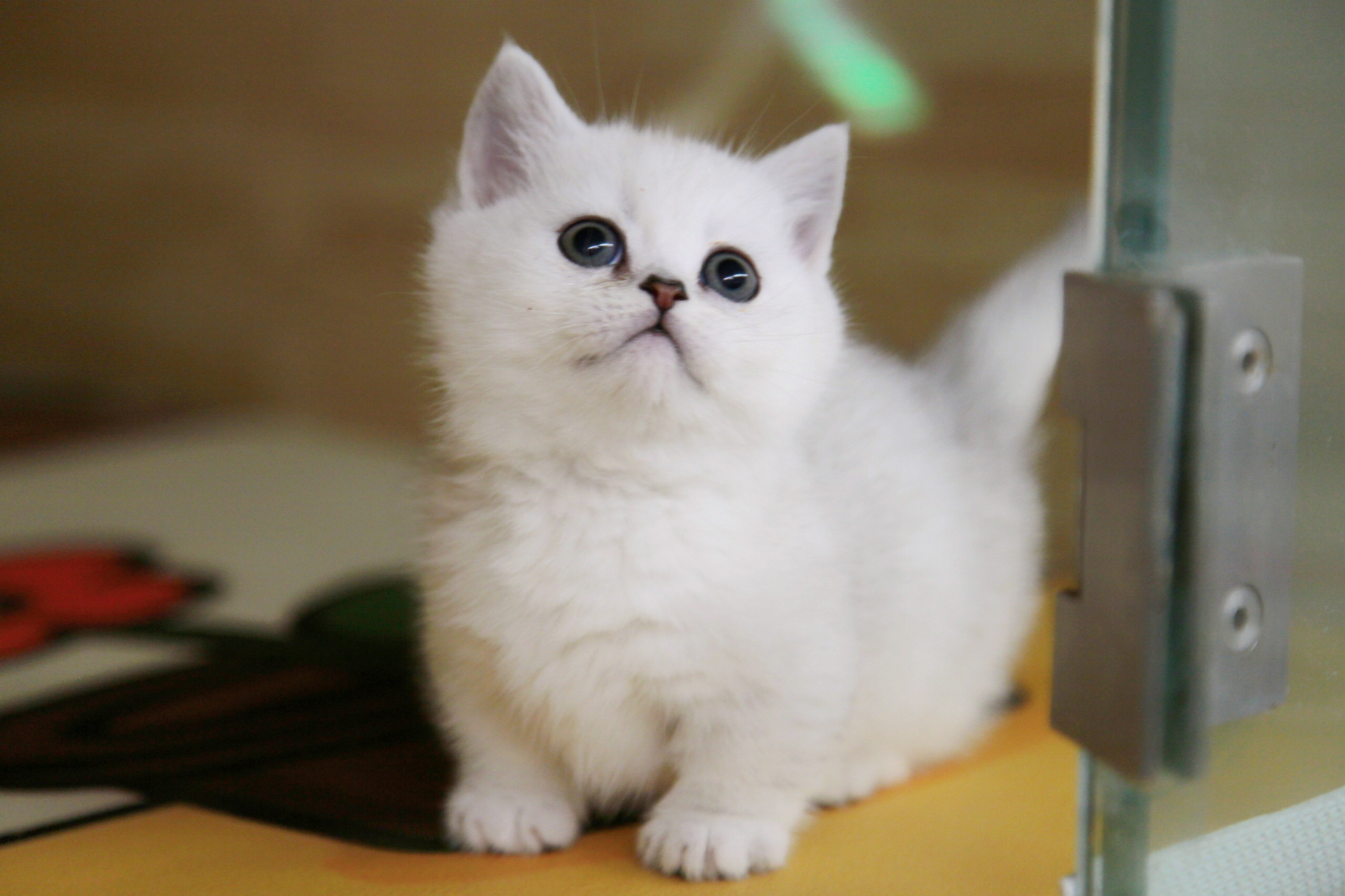 93银渐曼基康/找新家 小小只奶fufu的好好rua 别看我们小,胆子还