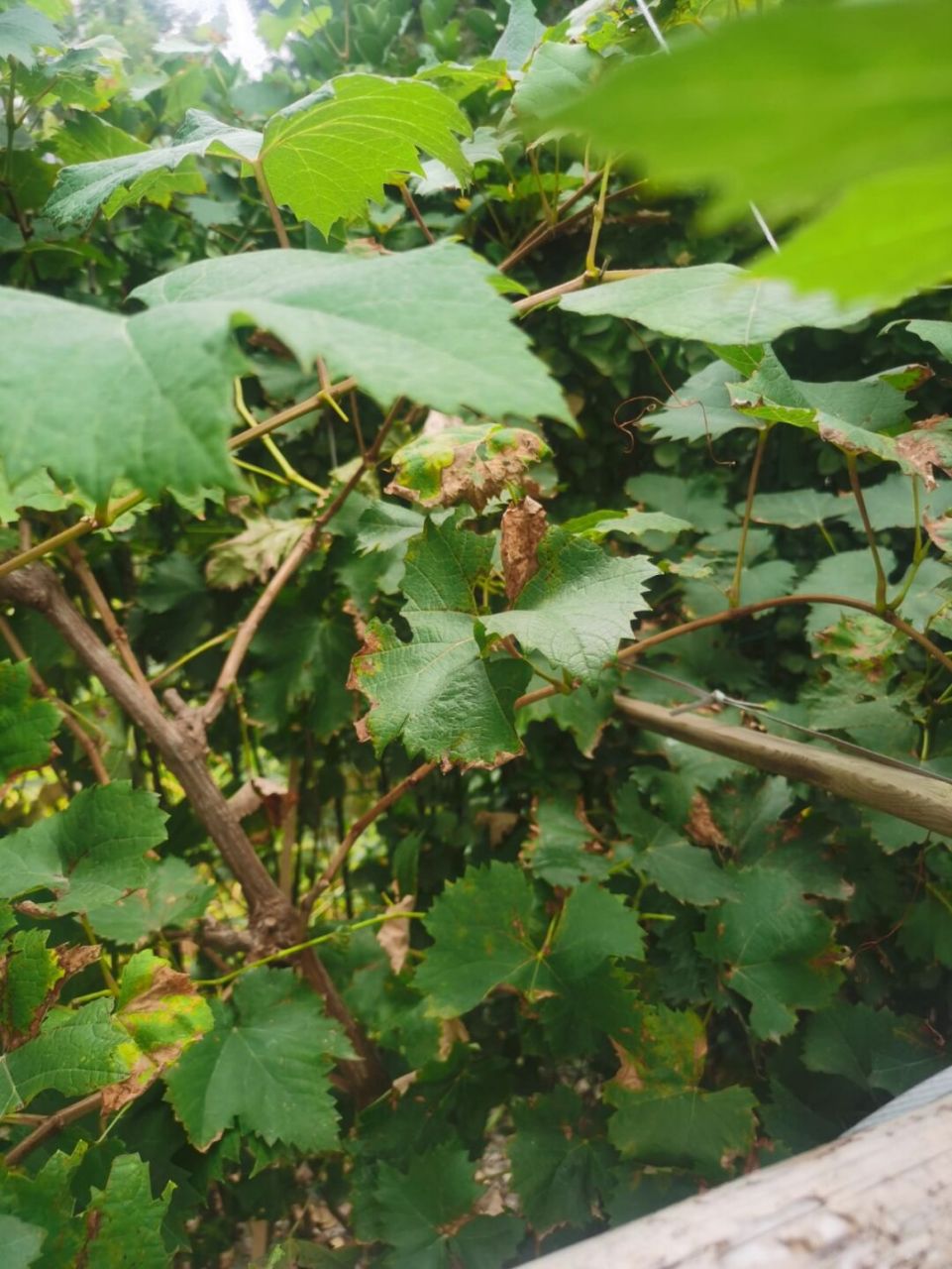 求助各位,葡萄叶开始大面积变黄,怎么办?