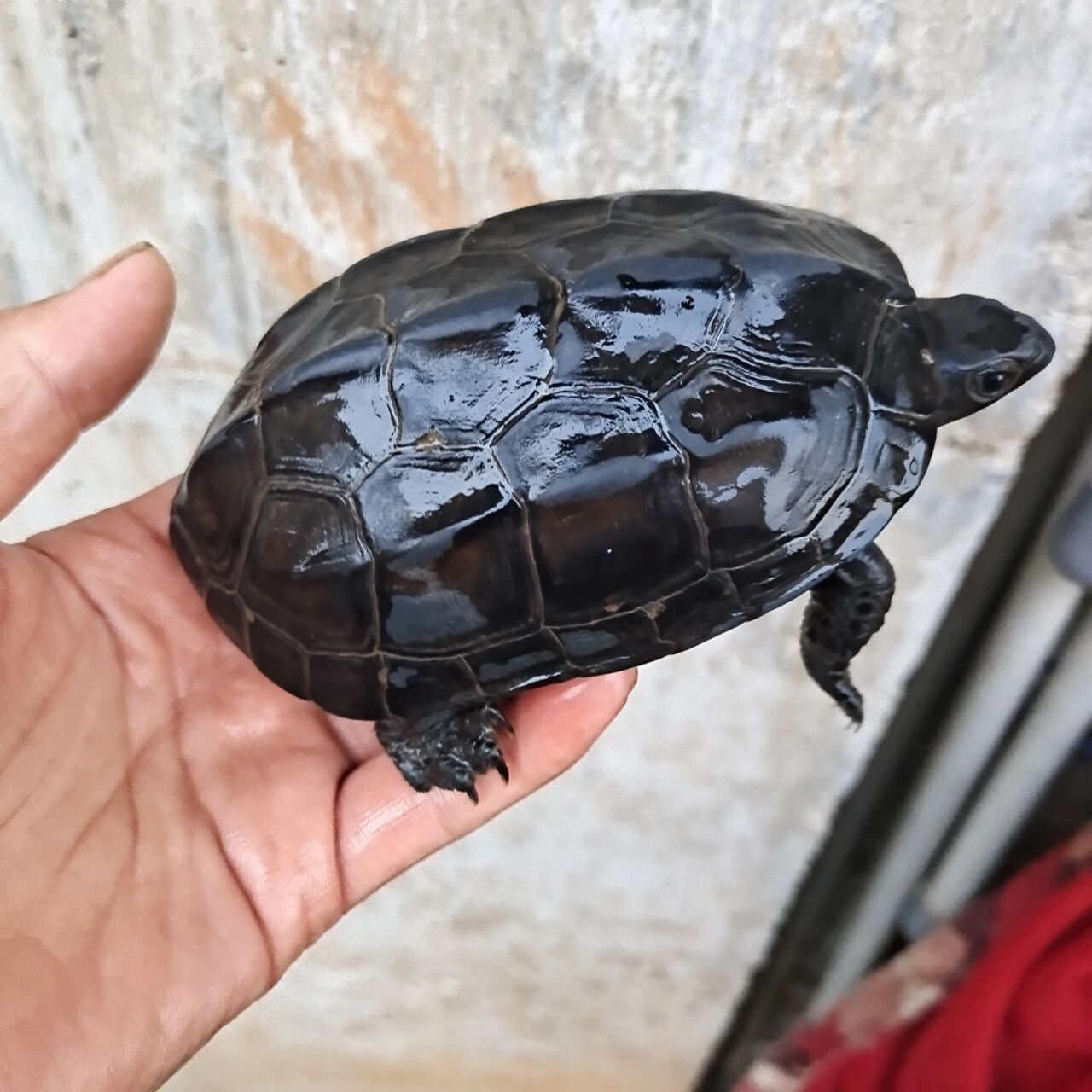 半斤左右碳墨龟特价188包邮