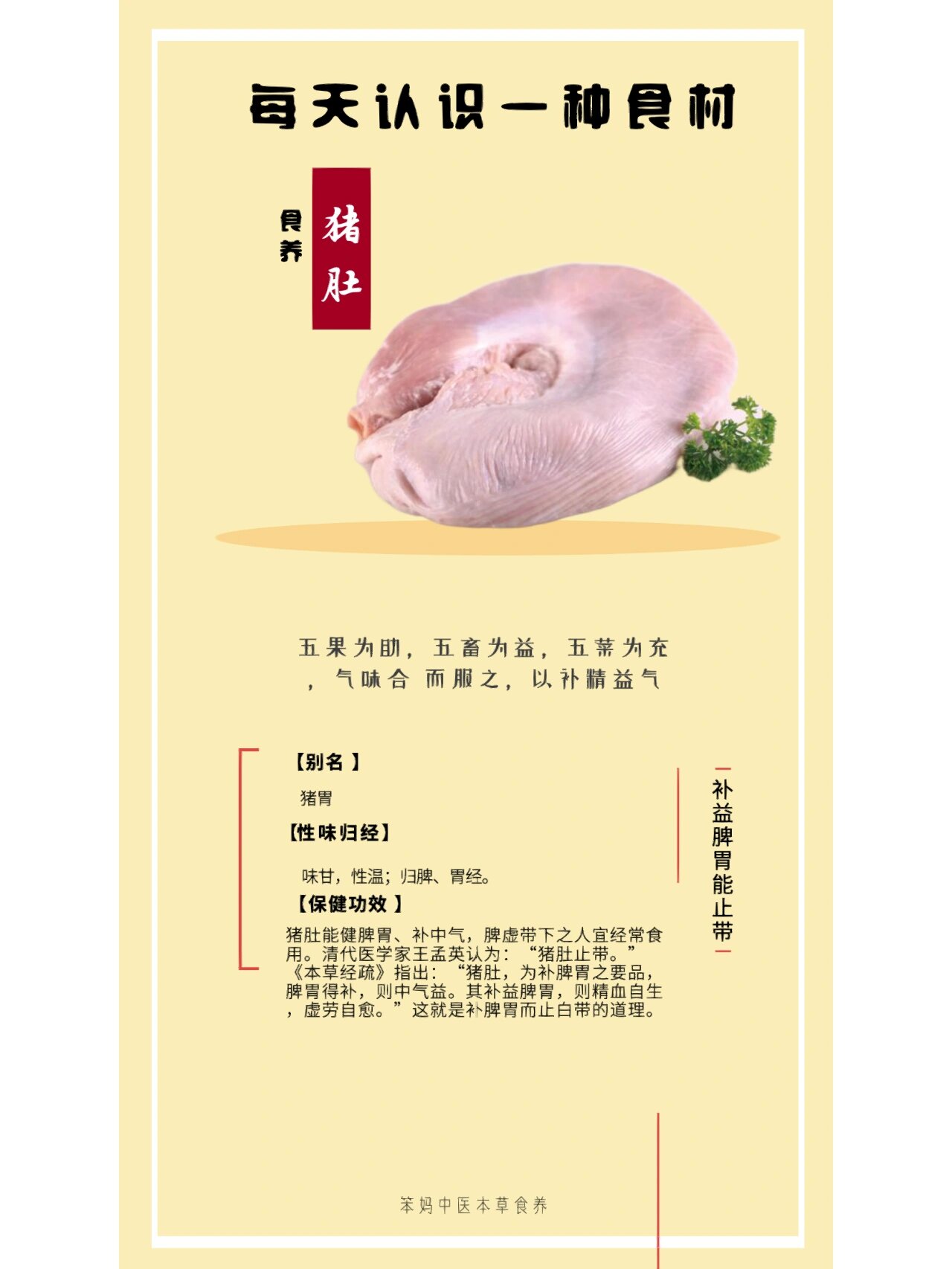 【猪肚】每天认识一种食材 猪肚 补益脾胃能止带 别 名 猪胃.