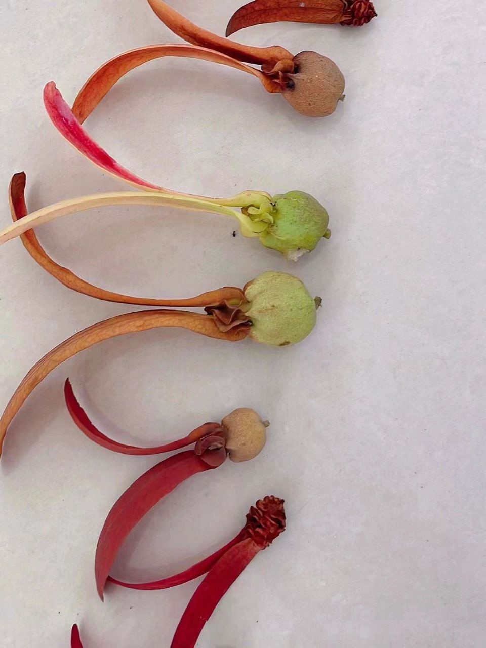 热带雨林|世界上最大的种子 07羯布罗香(dipterocarpus turbinatus