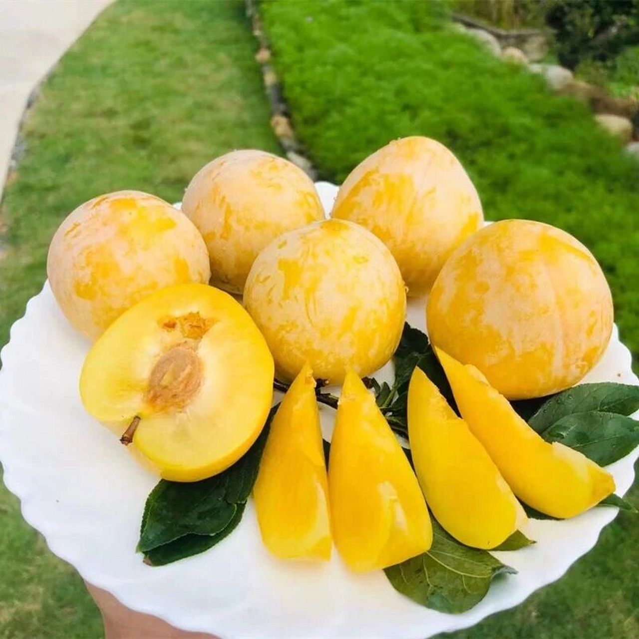 又到一年丰收季,香甜爽口的九峰山黄金奈李 #黄金奈李是蔷薇科李属