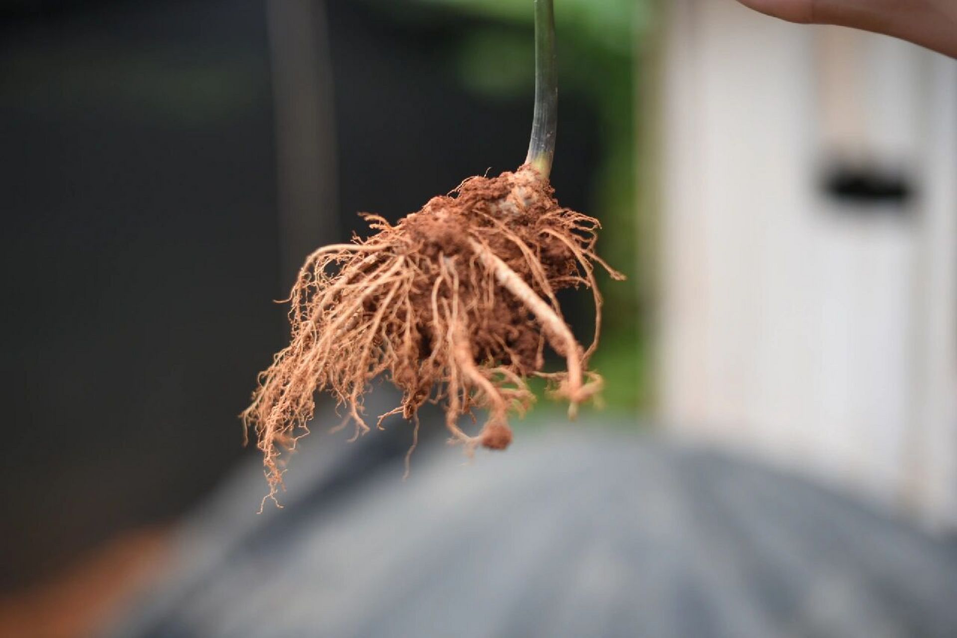 一年生的三七,主根尚小,三七叶稚嫩,属于"三七幼苗"的阶段;二年傻的