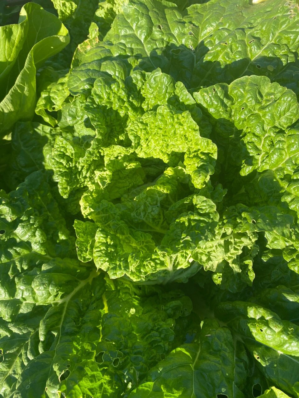 两个月内包成心的皱叶火锅白菜 其实以前完全没听说过这个白菜,只是