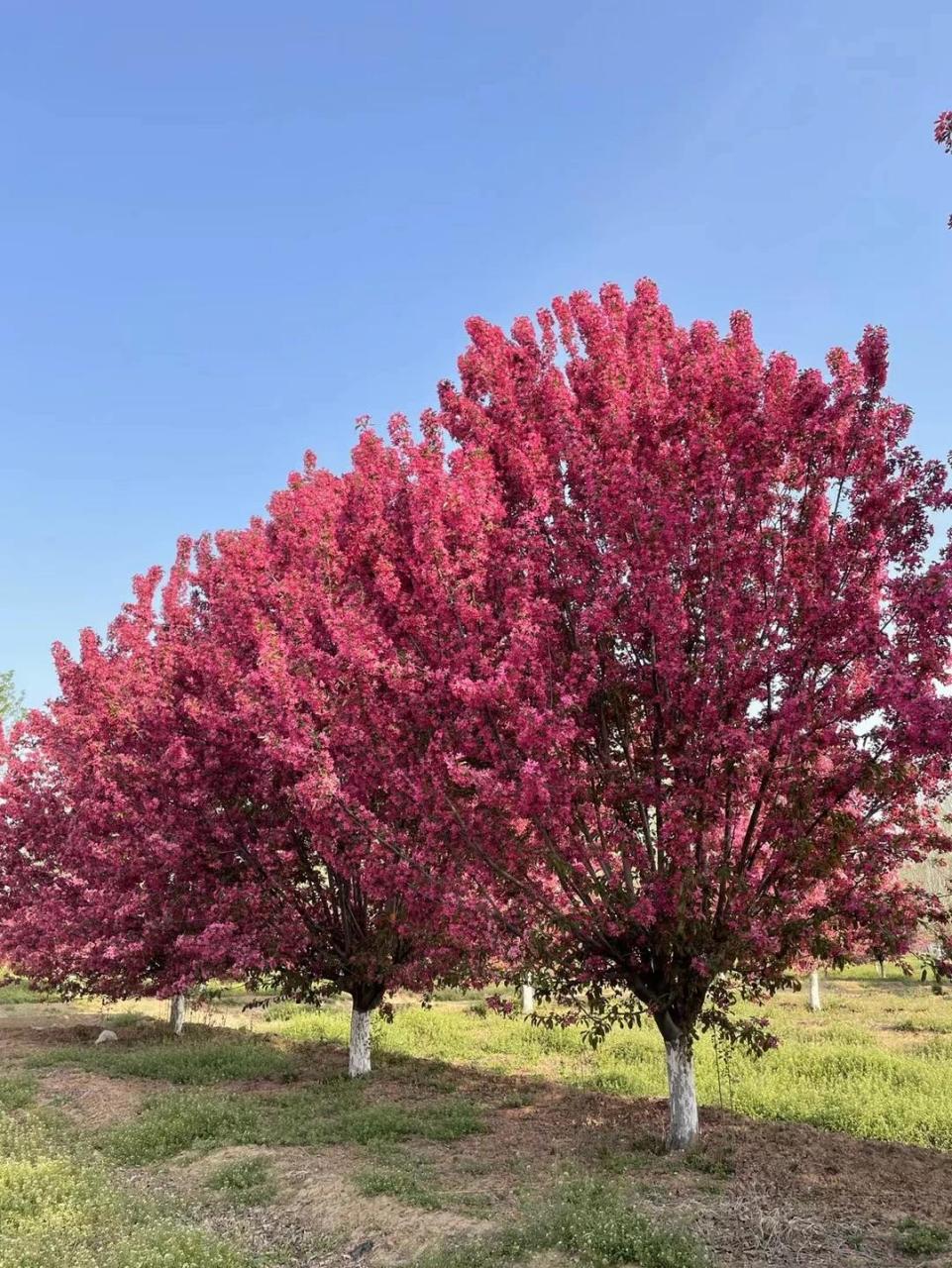 绚丽海棠,地径15-20公分 绚丽海棠,地径15-20公分
