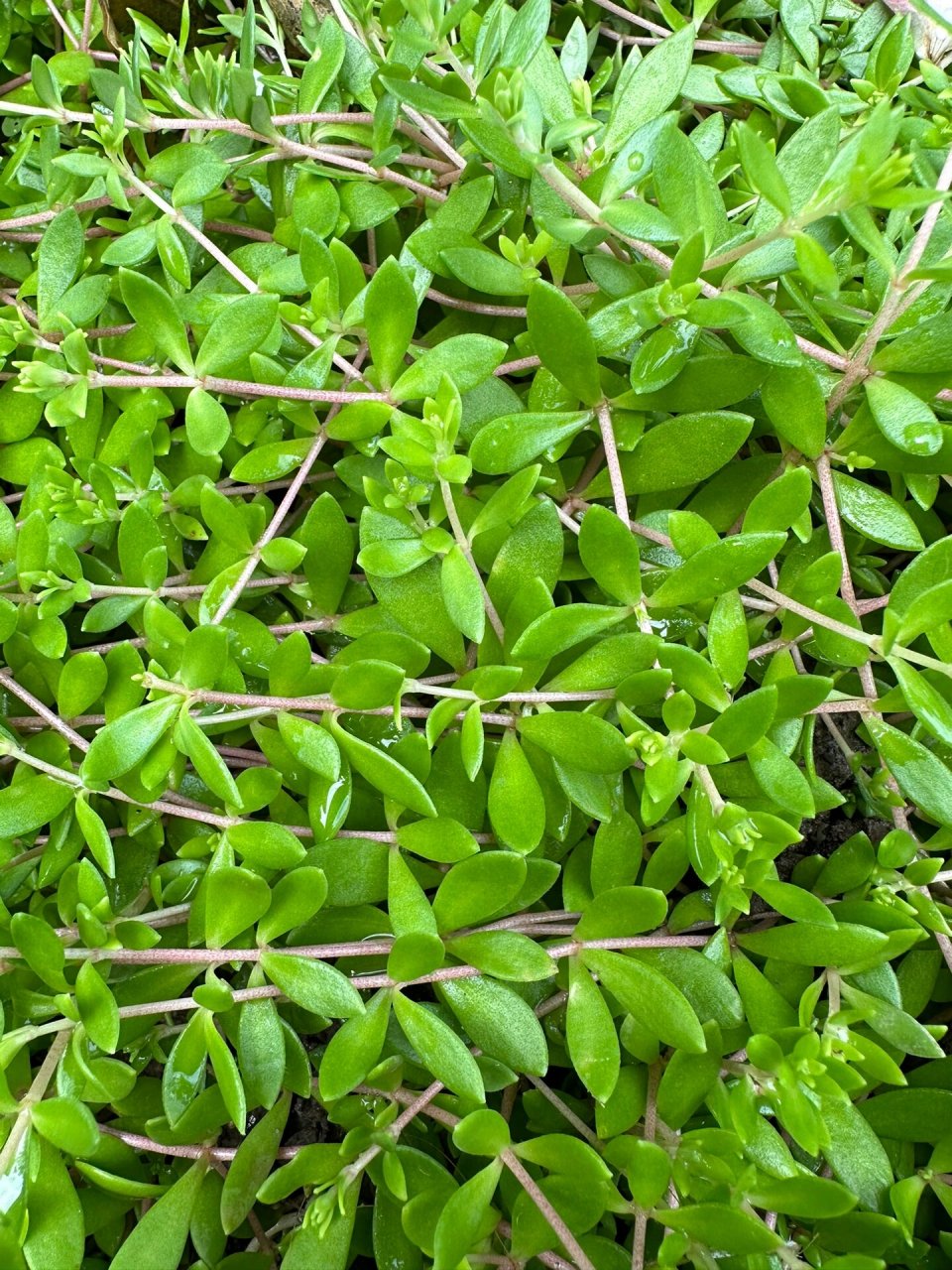 垂盆草(sedum sarmentosum bunge) 垂盆草(sedum sarmentosum bunge)