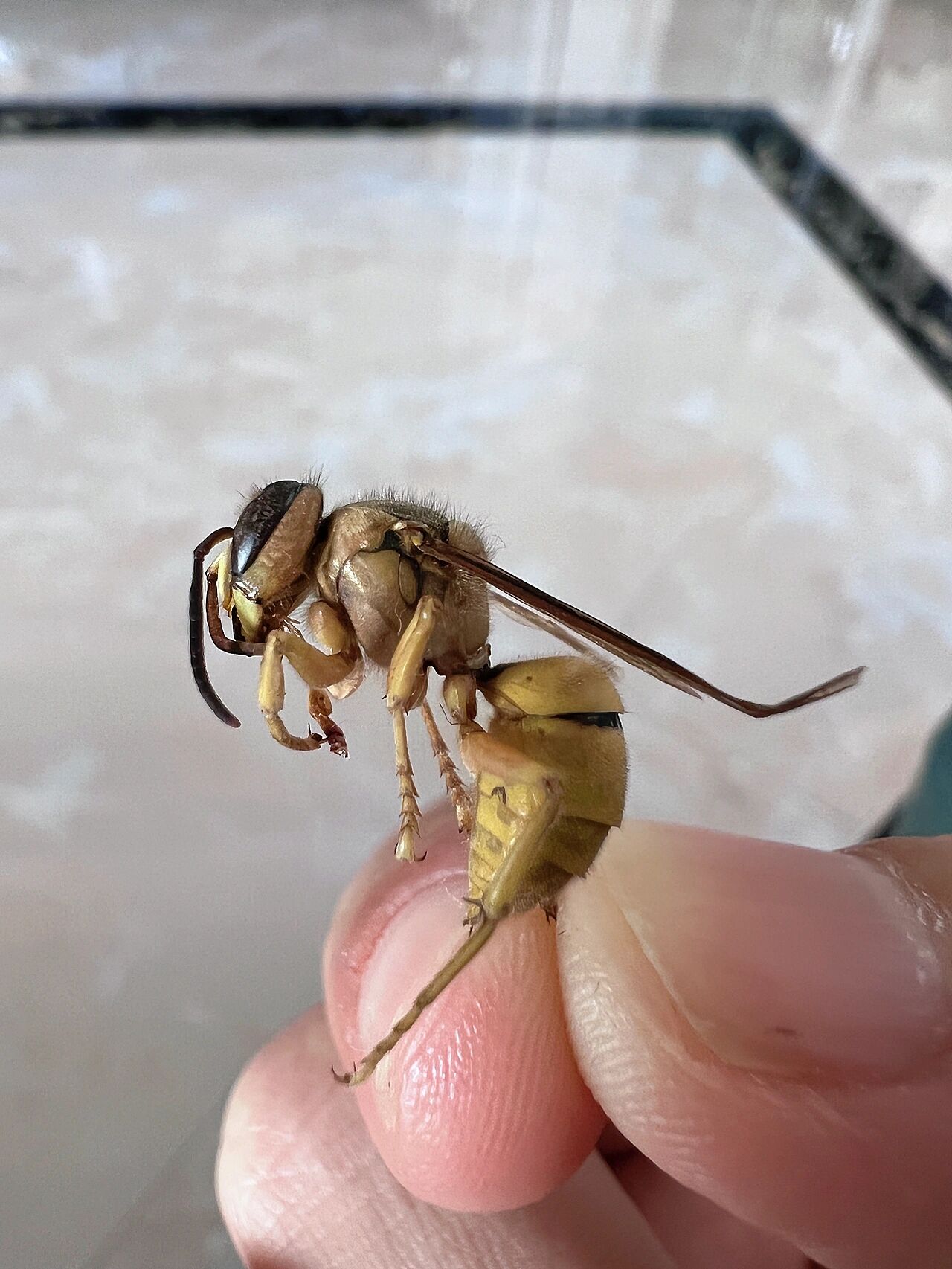 这是大黄蜂?还是马蜂?