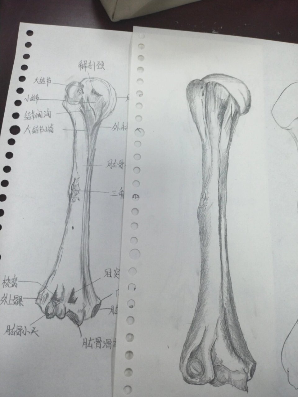肱骨的前面观绘画图片