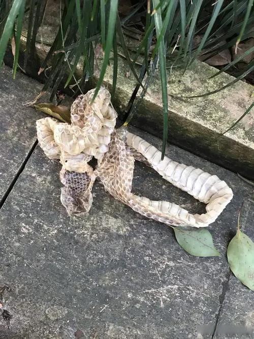 眼镜蛇蜕皮广西一市民捡到剧毒眼镜王蛇蛇蜕眼镜蛇蛇皮长什么样图片