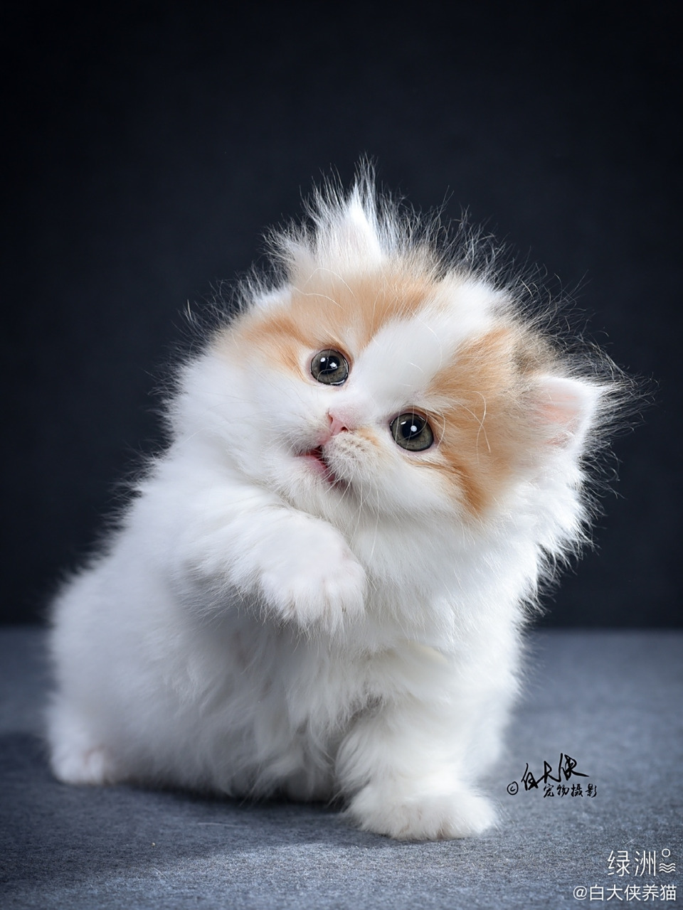 青岛猫舍# #米努特矮脚猫# #矮脚猫猫舍