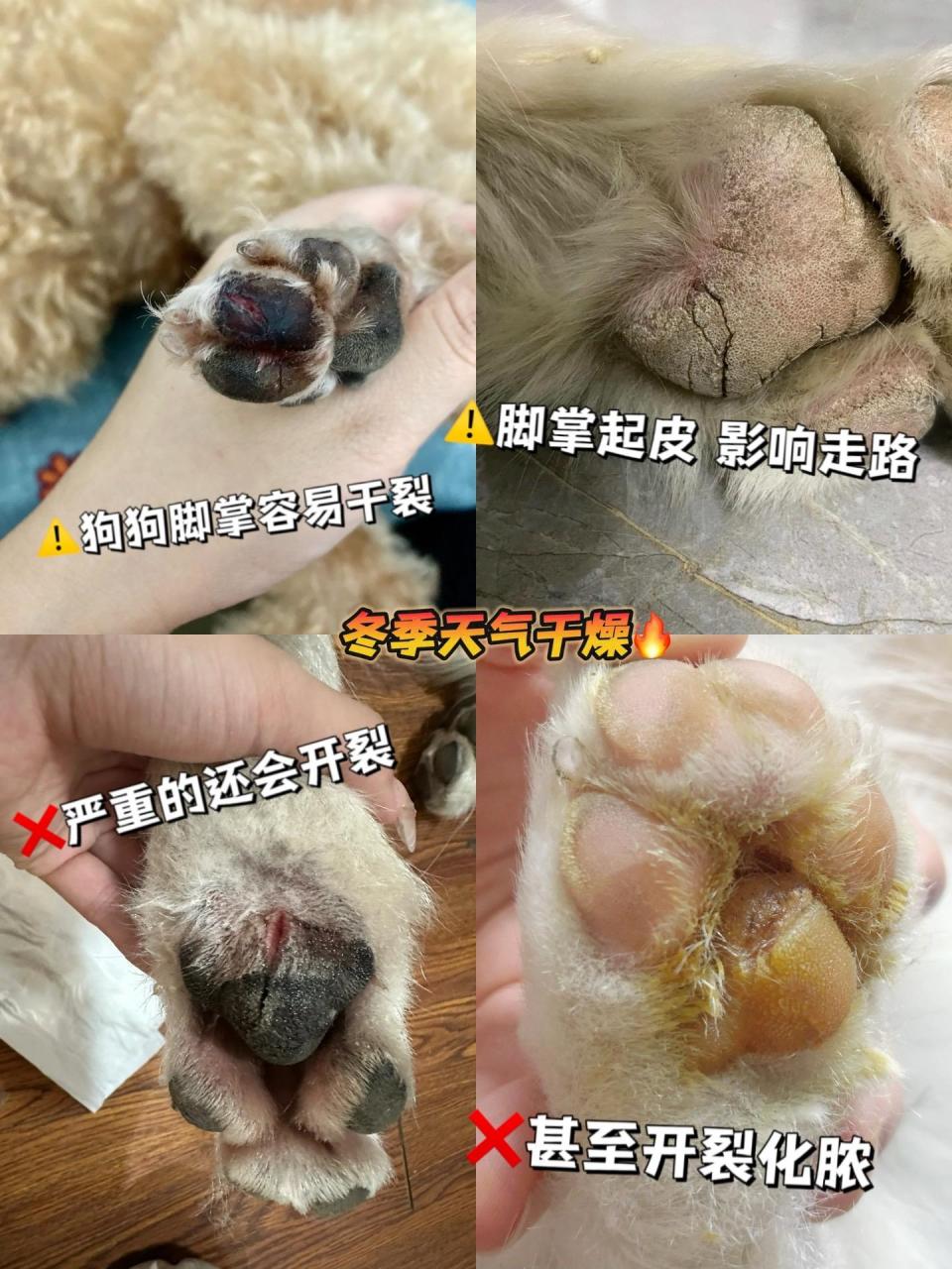 狗狗脚垫受伤图片