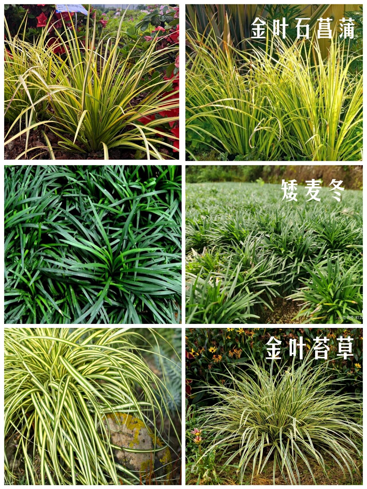 25款花园地被植物推荐|保姆级整理