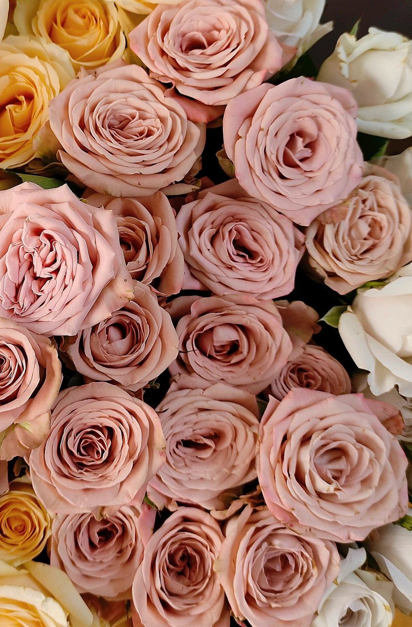 带你每天认识一种花6|卡布奇诺 今日识花93卡布奇诺 	 94卡布奇诺