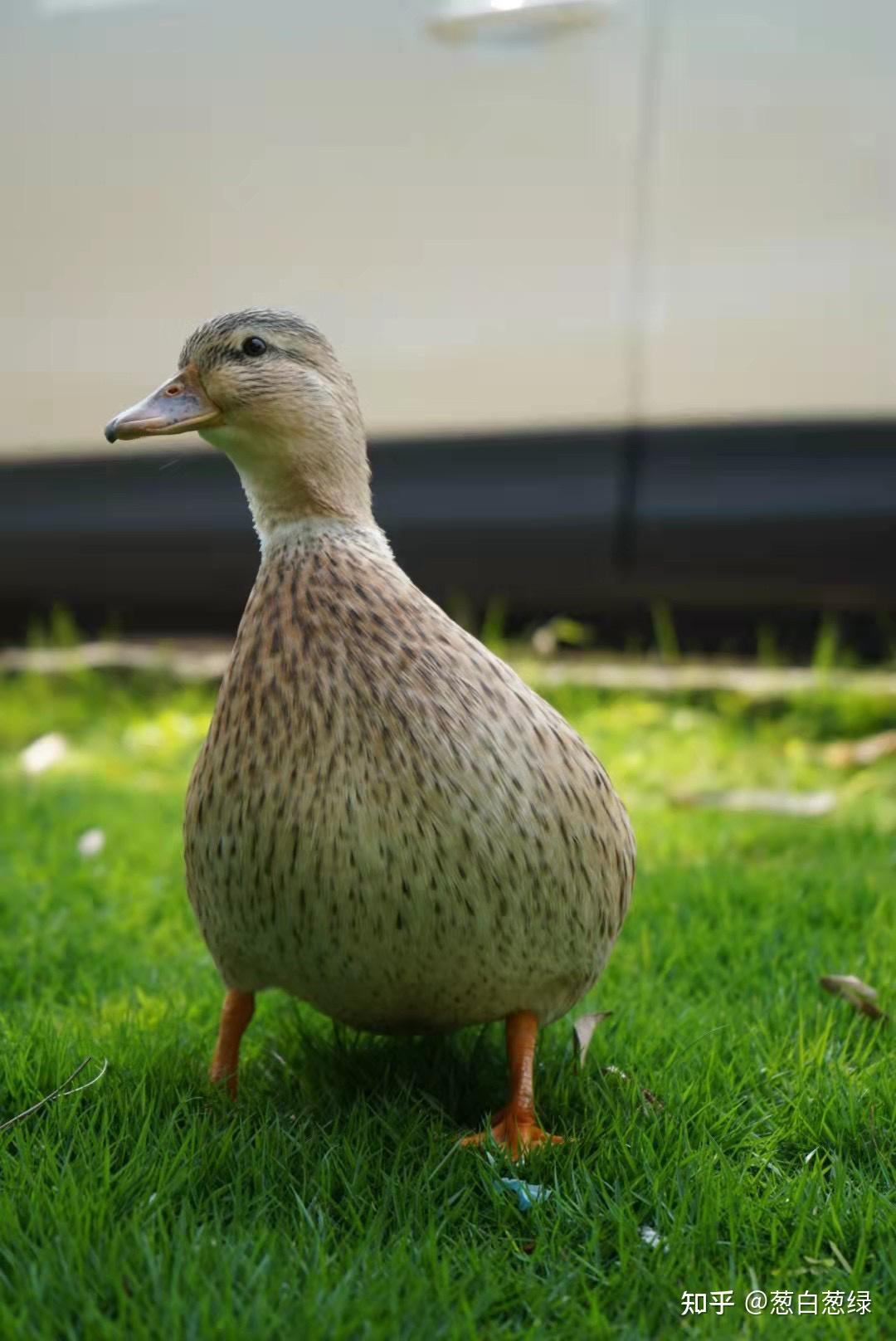 柯尔鸭比普通鸭子好在哪