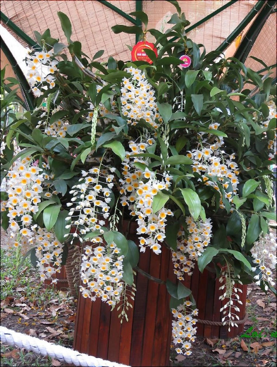 世界石斛兰鉴赏-顶叶组12.黄心石斛 12.