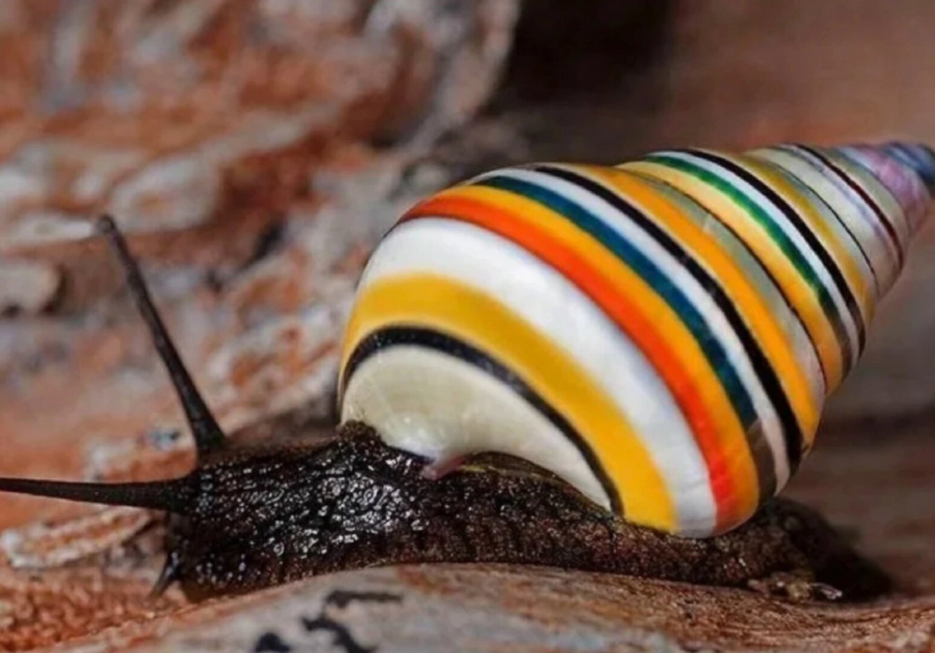 古巴糖果蜗牛(liguus virgineus),又叫古巴彩色树蜗牛,它们是世界上