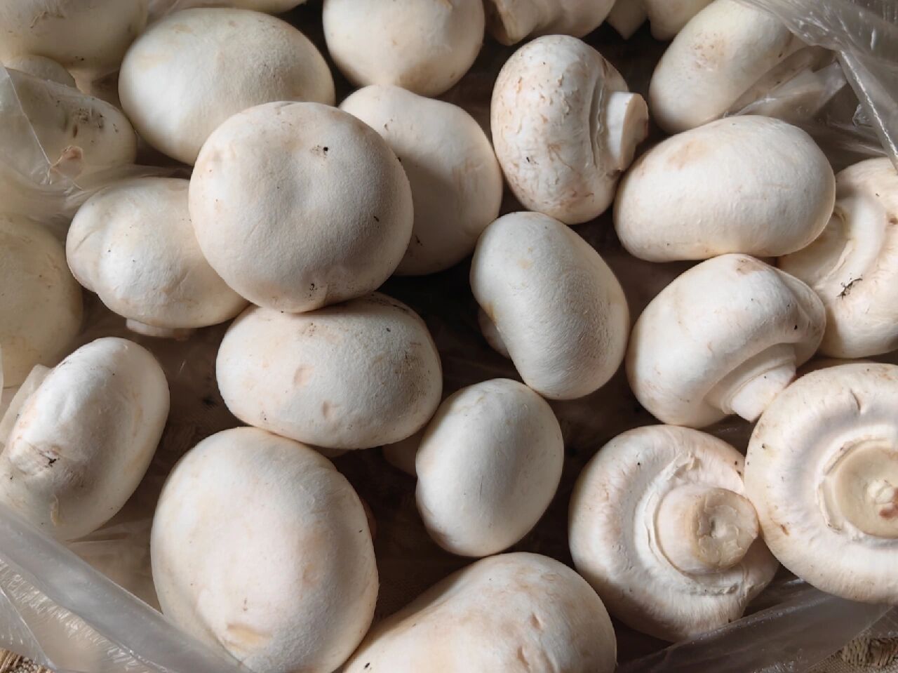 这是口蘑还是白蘑菇啊?