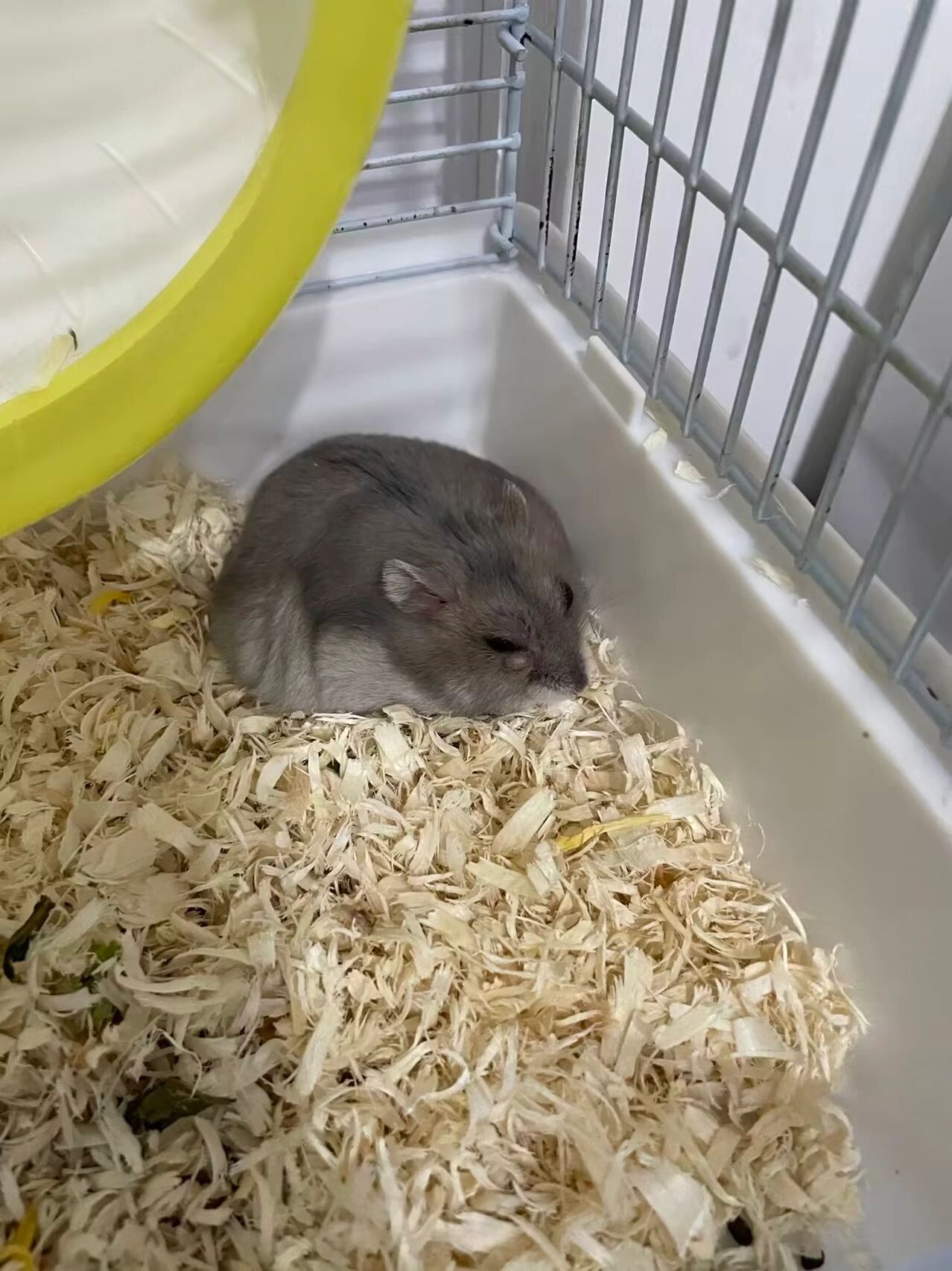 仓鼠眼睛突发结膜炎,麦粒肿的参考治疗方法 【编辑补上图片】 鼠鼠眼