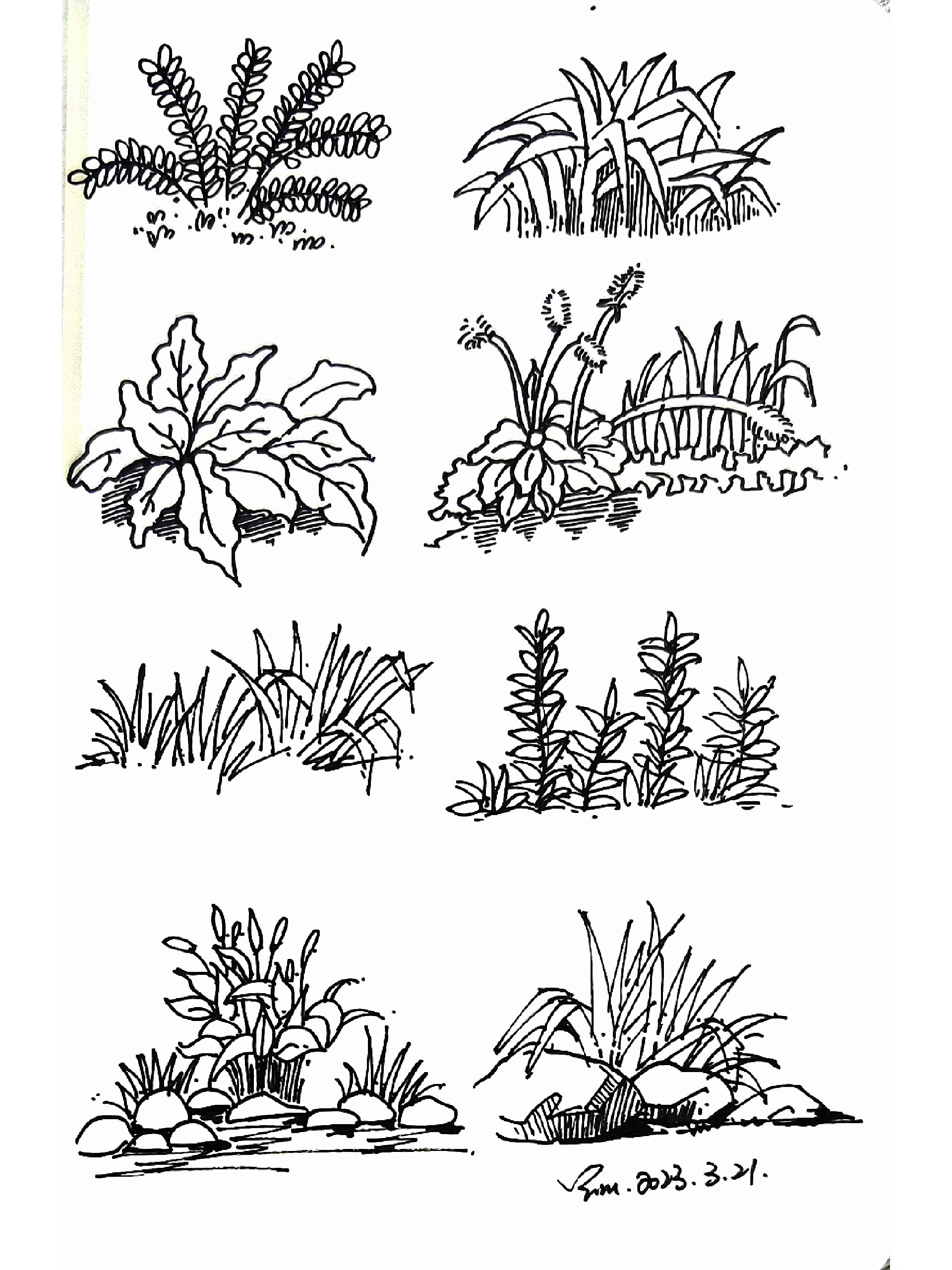 植物简笔画 | 速写 | 植物.@海月落日在的动态