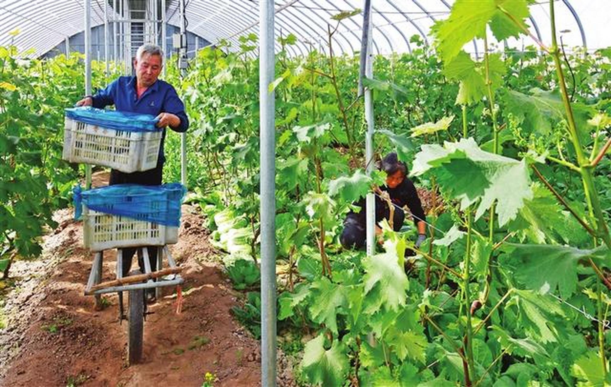 太原頭條太原4月30日,清徐縣徐溝鎮西懷遠村的設施蔬菜園區,大量新鮮