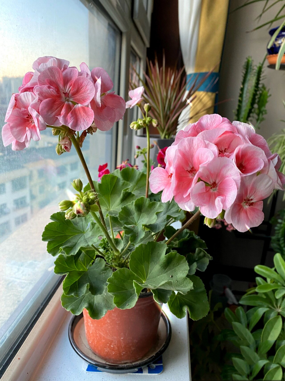 漂亮又好养的"臭绣球" 看到盛开的花,心情就会变好.