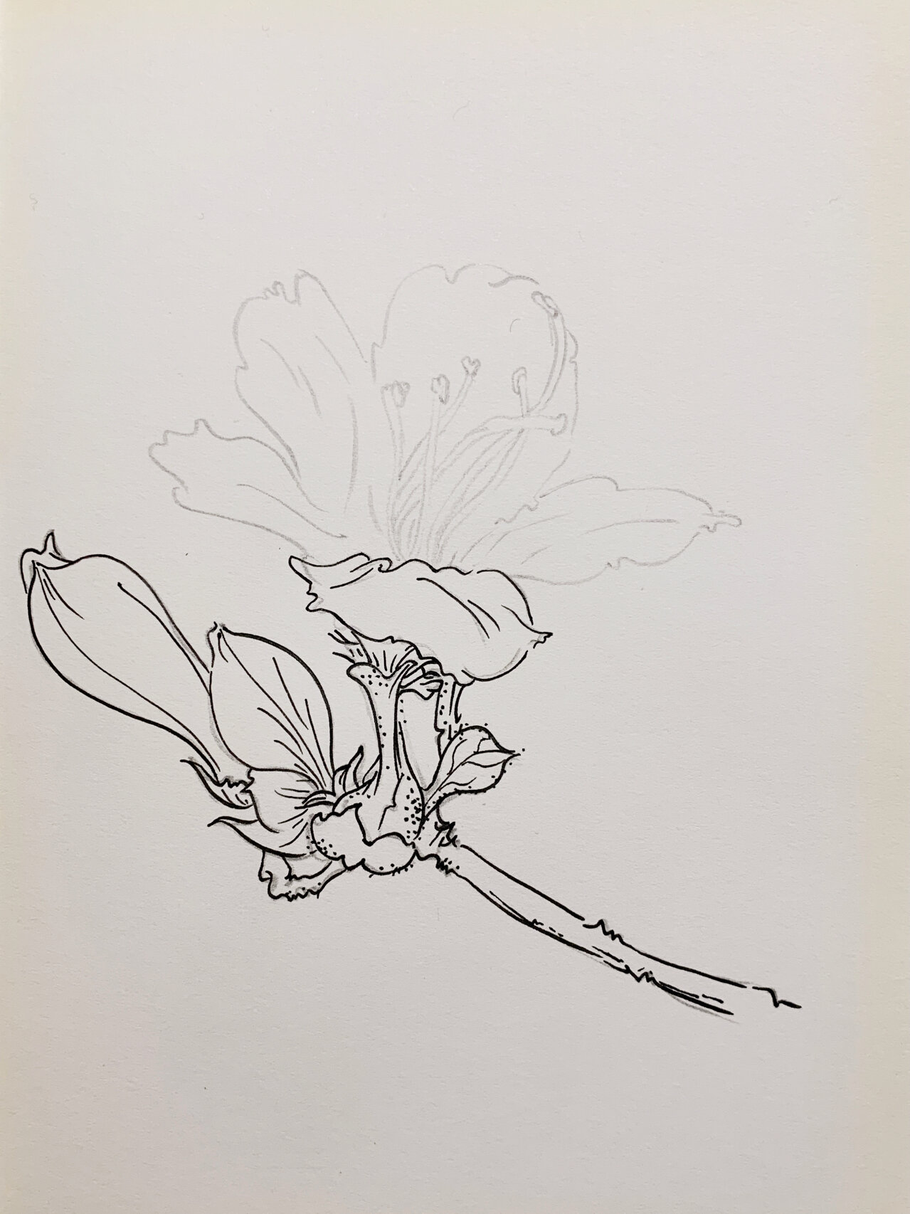 每日一画 | 杜鹃花手绘 | 针管笔画 | 白描