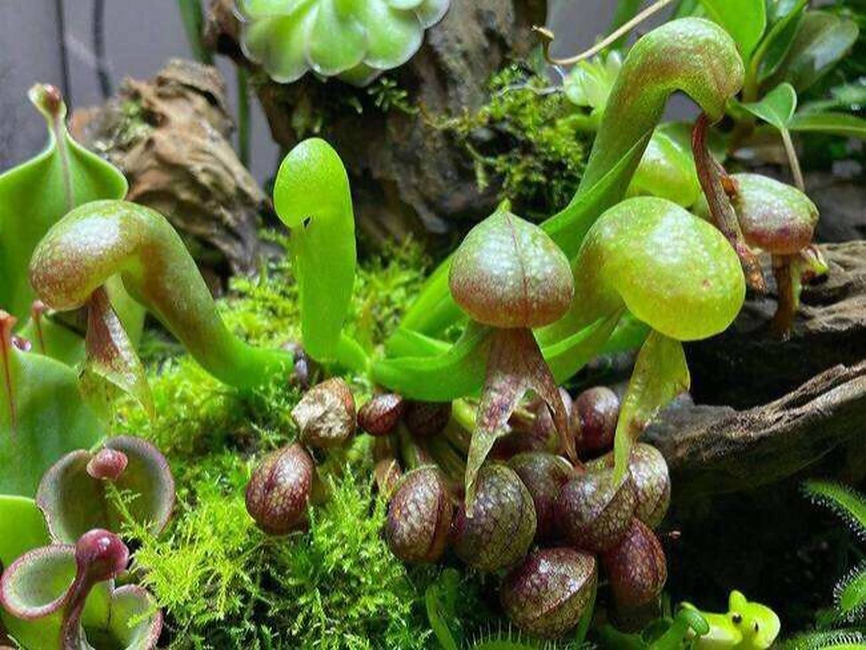 每日一花|眼镜蛇草 眼镜蛇草:瓶子草科眼镜蛇瓶子草属的多年生植物,是