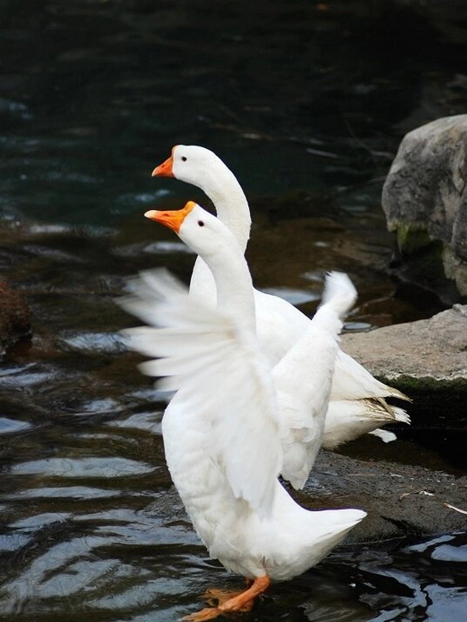 爱河伤心又难过,大鹅暖心又养胃.