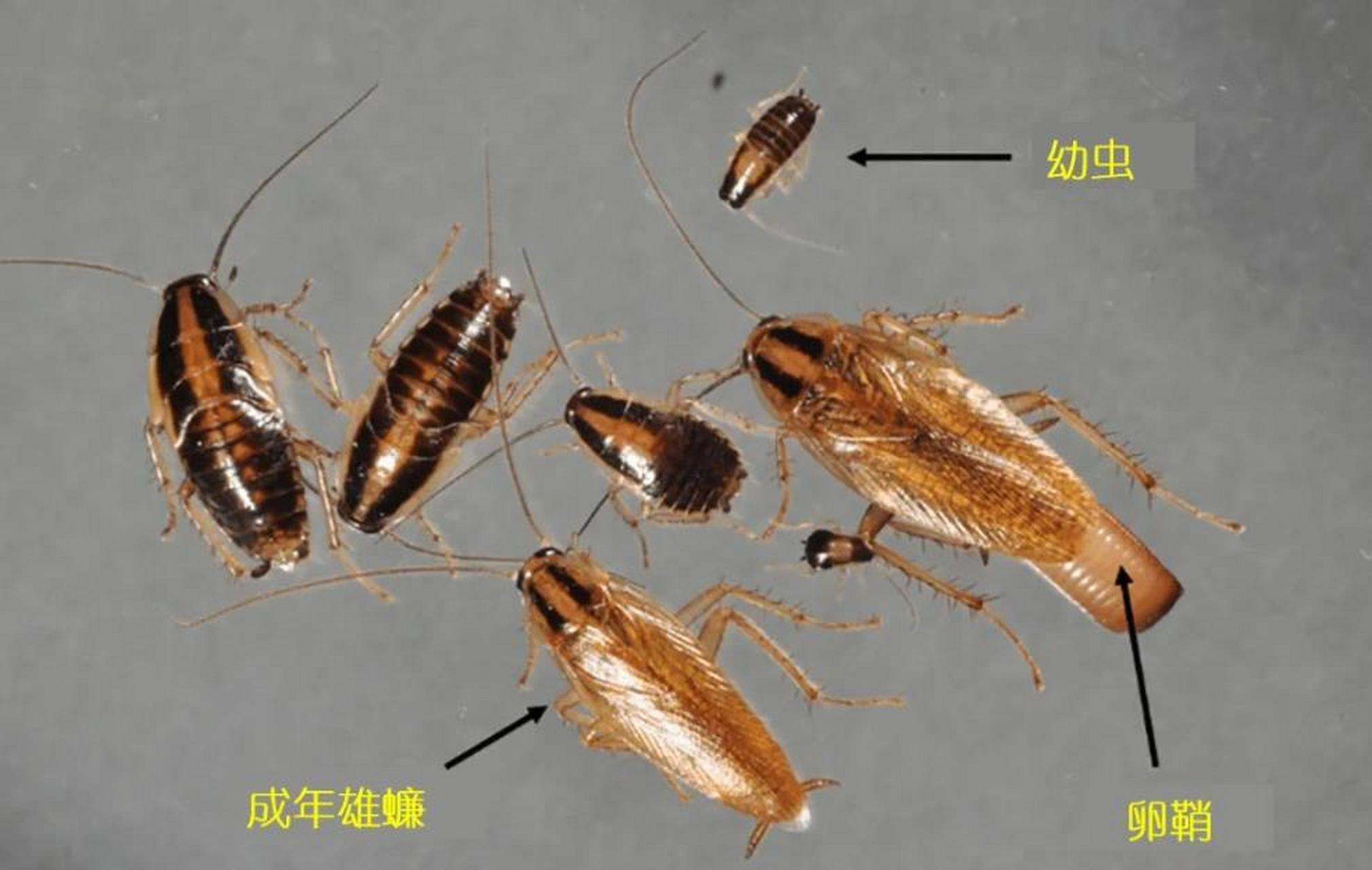 卵鞘的形态多数呈酱红色钱包状,红豆状,上缘有一