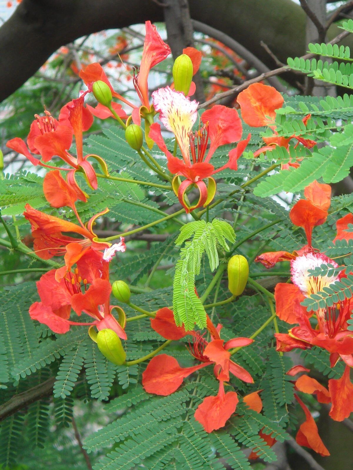 华南植物11 - 凤凰木 凤凰木 delonix regia 豆科凤凰木属高大落叶