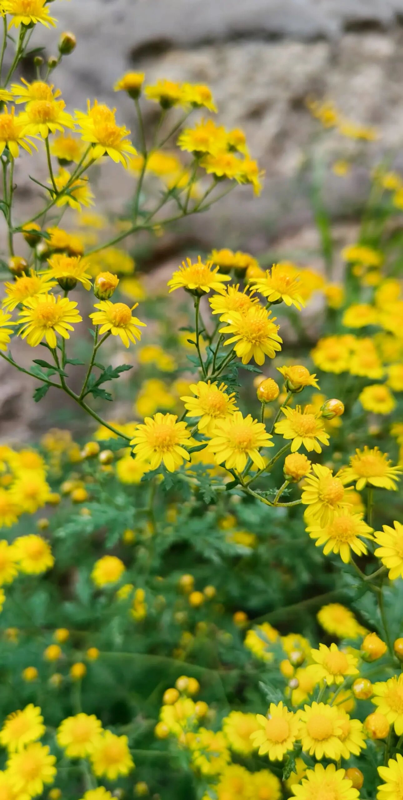 漫山遍野的野菊花 秋天来了,空气中弥漫着野菊花的的气息.
