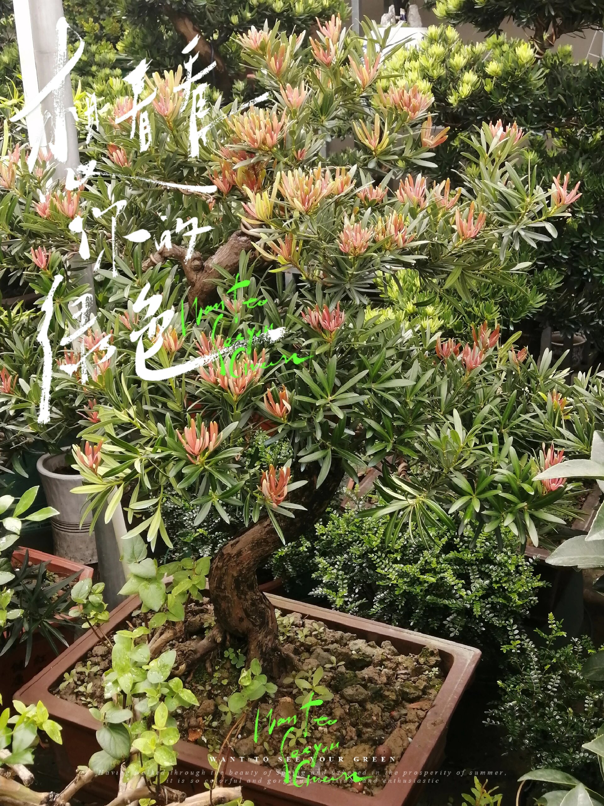 海岛造型红芽罗汉松,一眼就相中入豪门