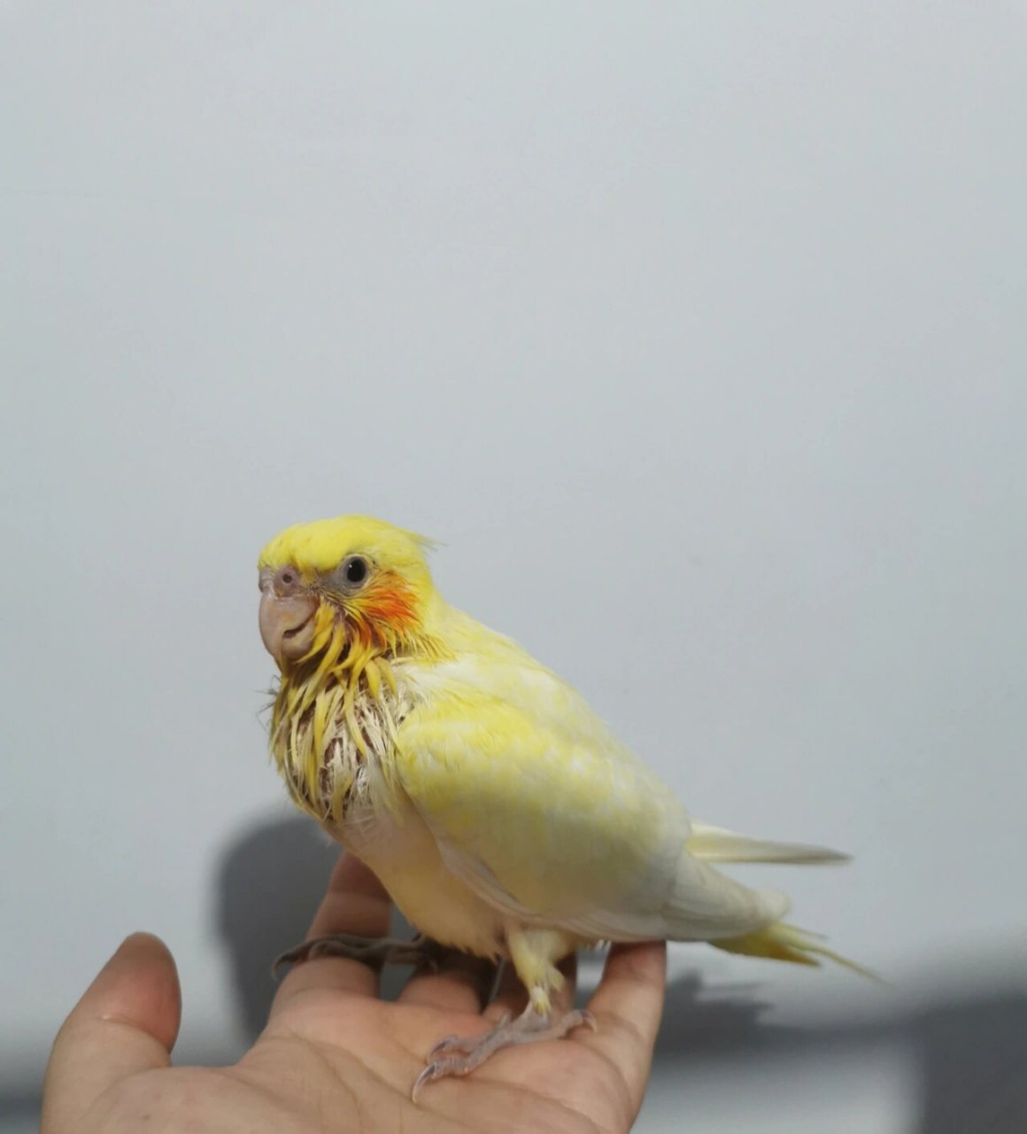 快两个月大的玄凤,才这么大一点,空腹63g #黄化玄凤鹦鹉