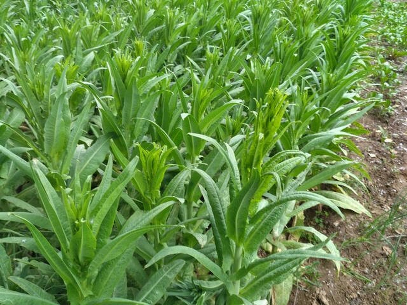 02 涡阳苔菜为什么又叫做贡菜呢?