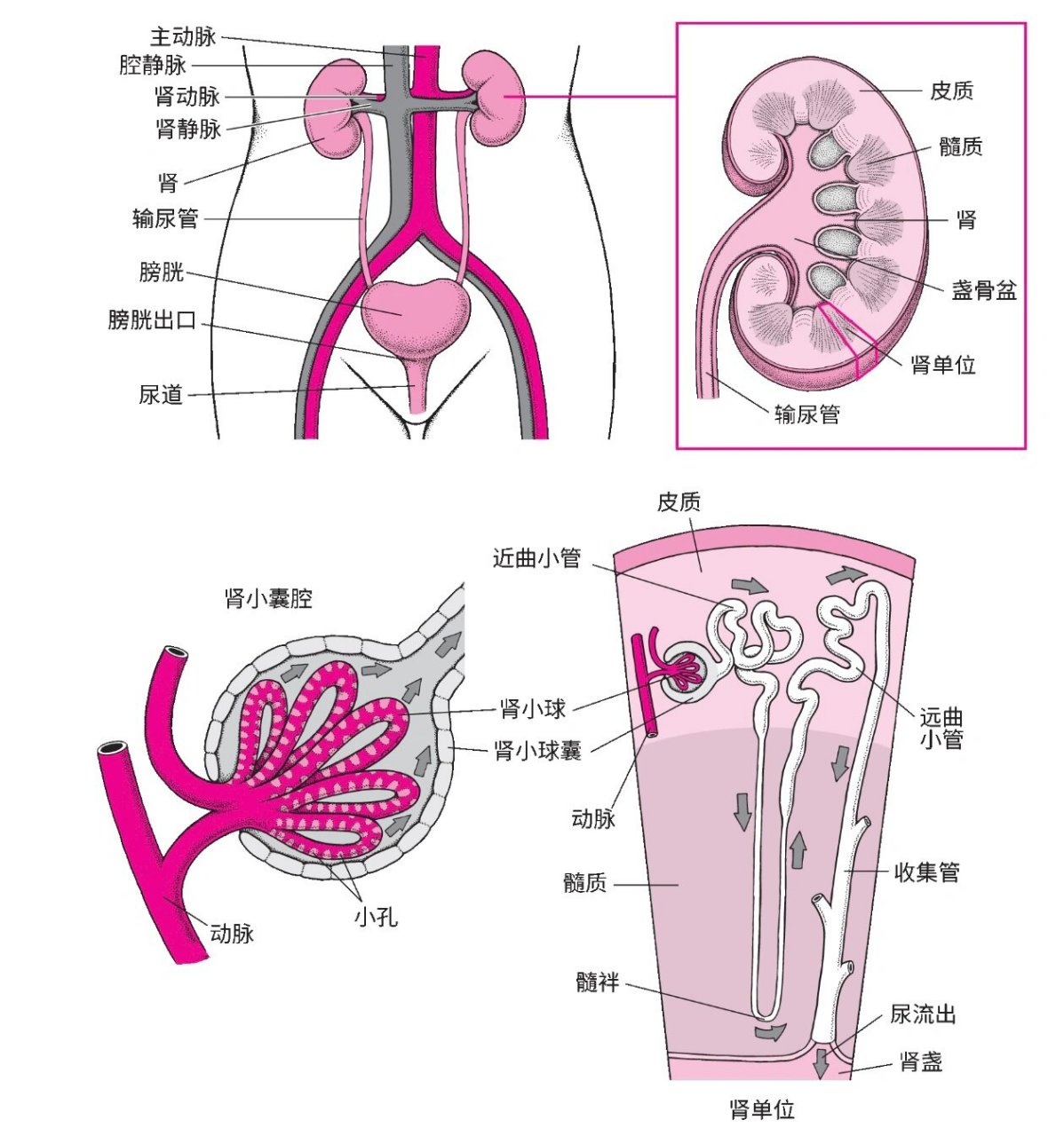 肾单位结构 包括肾小体(包括肾小球和肾小囊)和肾小管 肾小体主要起