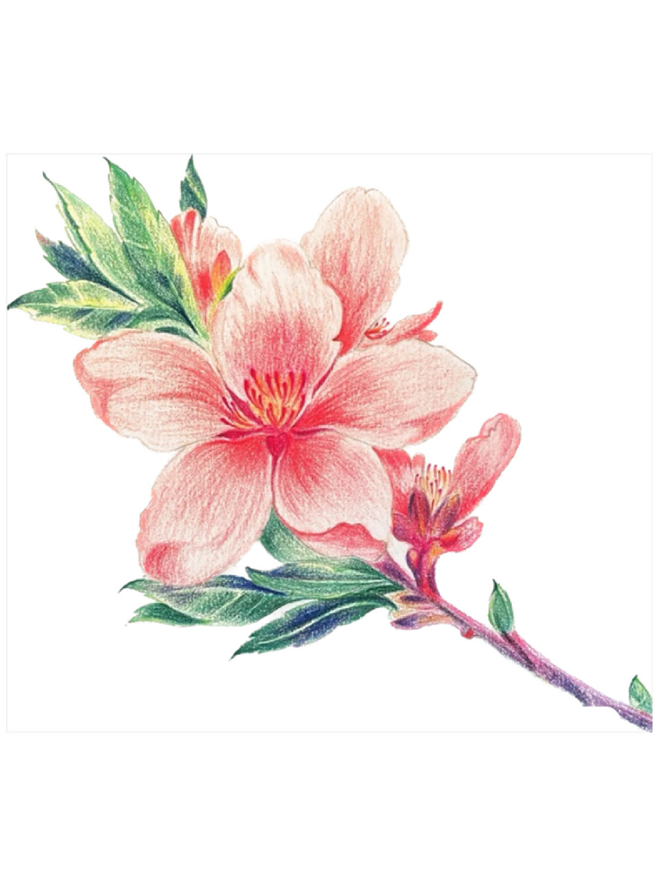 彩铅画#桃花#附详细步骤 色号 94桃花朵朵开,烂桃花你别来 94桃花