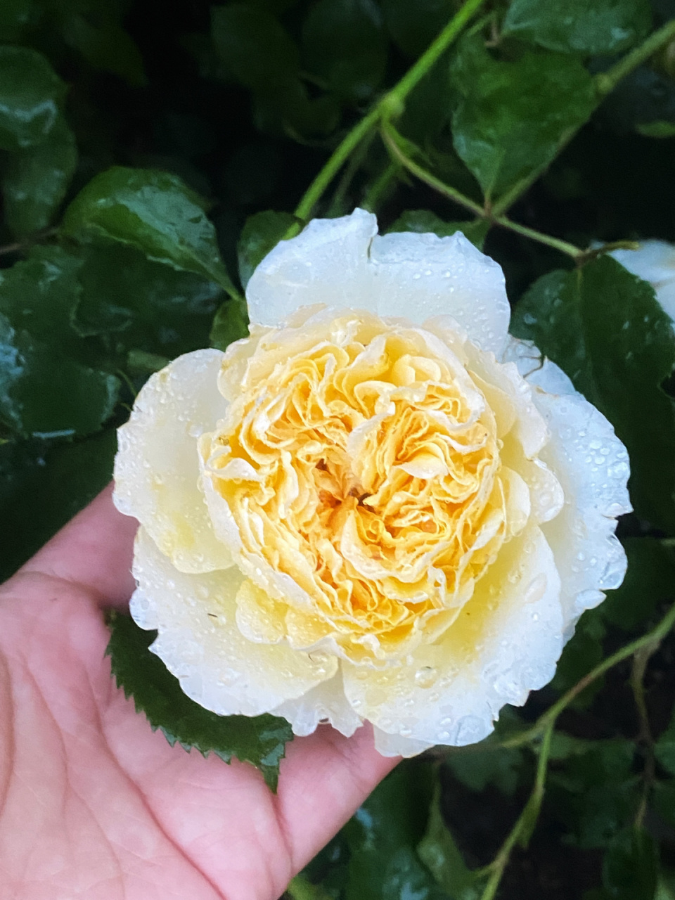 月季"碧翠丝"beatrice 蛮不错的一个品种,枝条壮,生长快,复花快,抗病