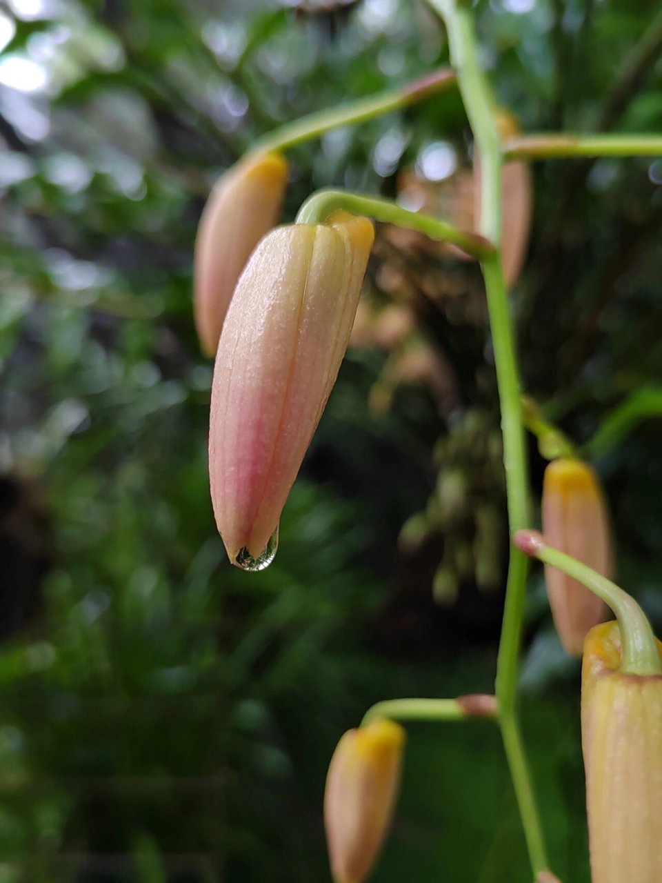 杓唇石斛 5.21华植兰园