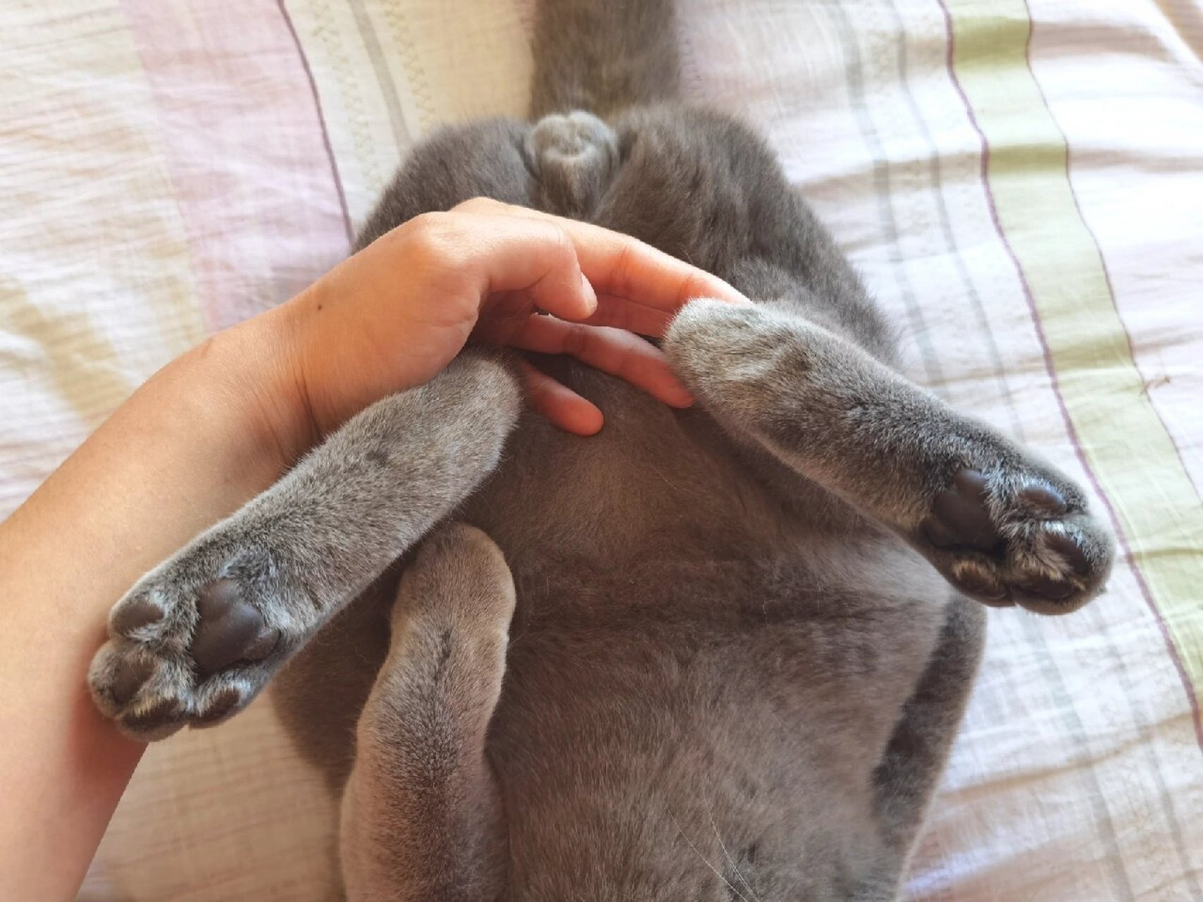 小猫咪尾巴尖弯曲是携带折耳基因吗 他从小尾巴尖尖就是弯曲的 带傻猫