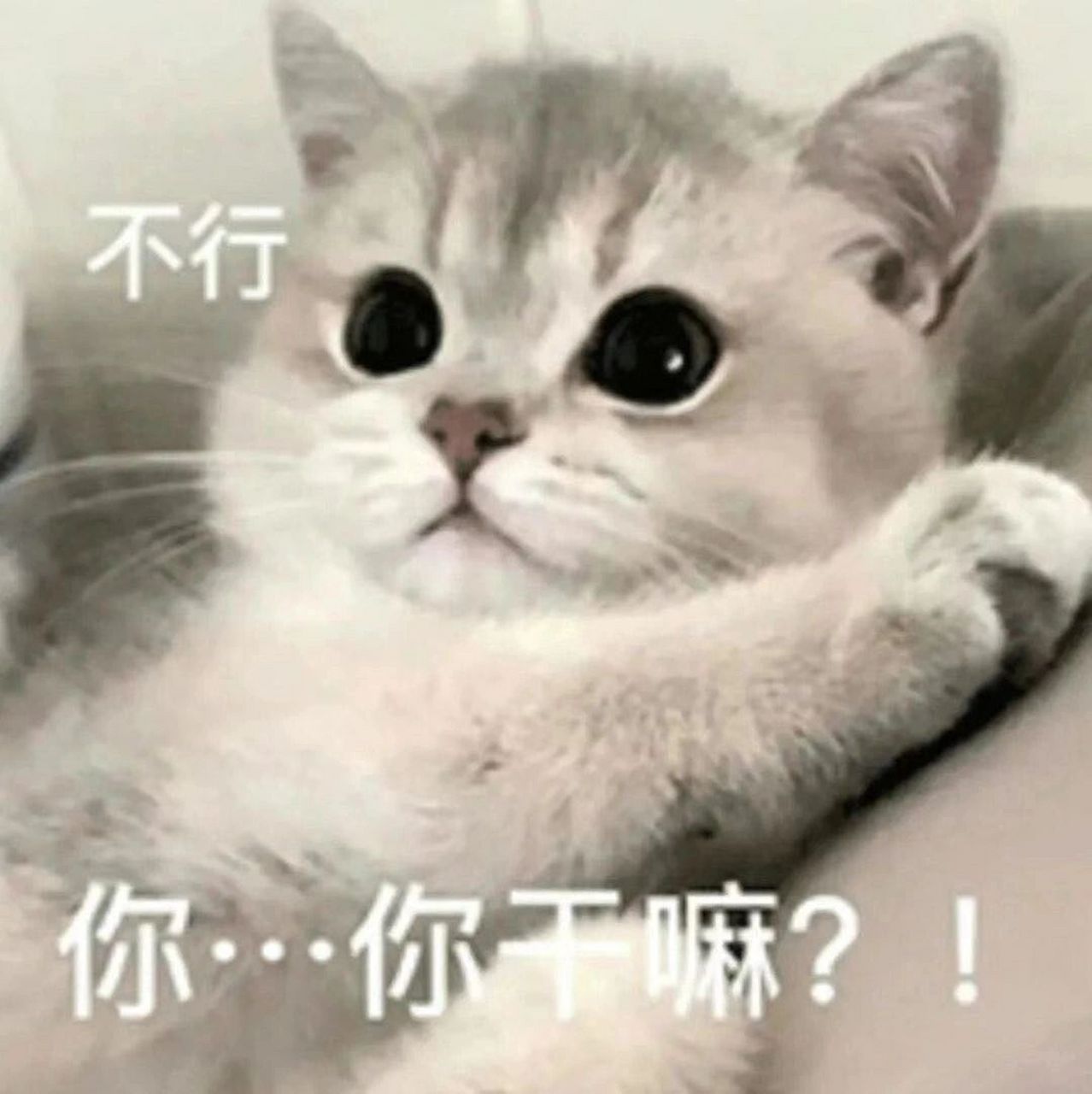 猫猫表情包|你干嘛? 不行 你干嘛 麻烦暂停一下 我打扮好了 出发