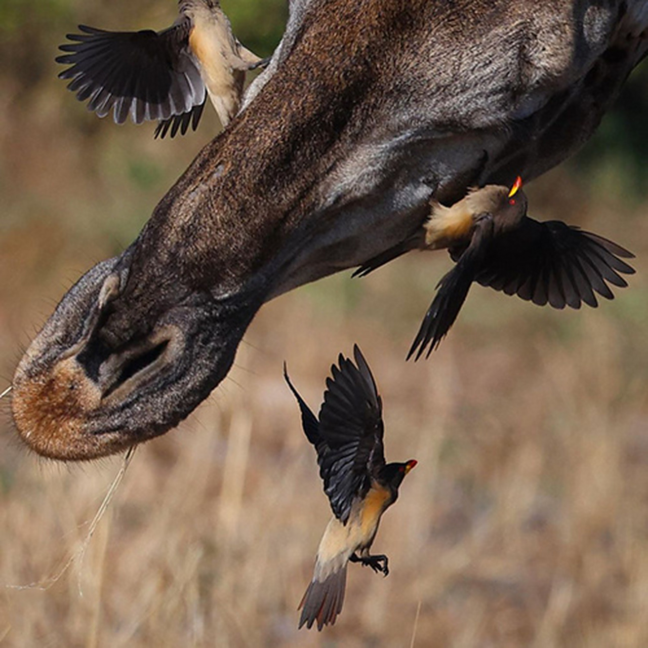 动物奇趣# #摄影#   (via.ins.ladzinski)