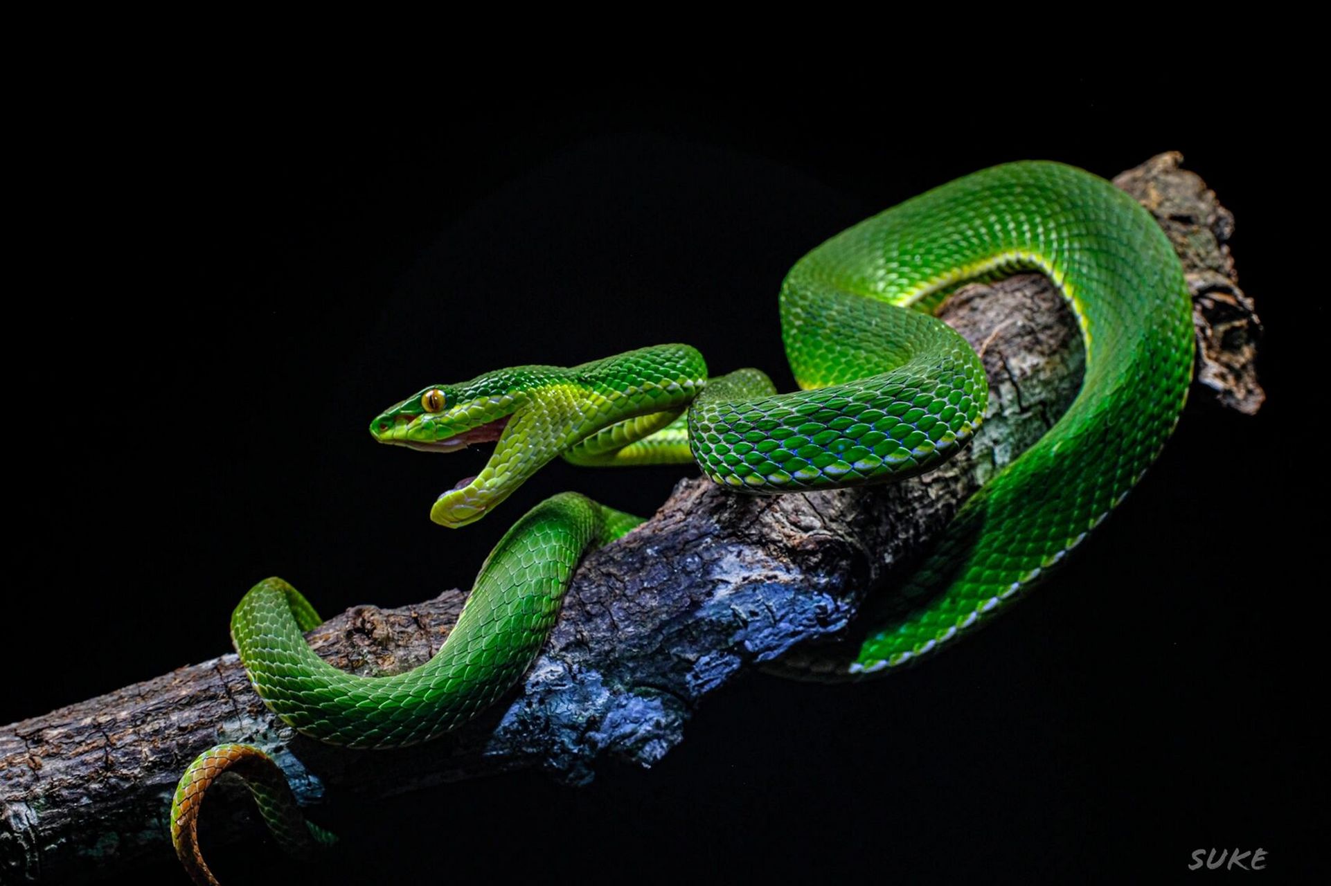 美艳猎手—竹叶青属 左:福建竹叶青 右:白唇竹叶青   93