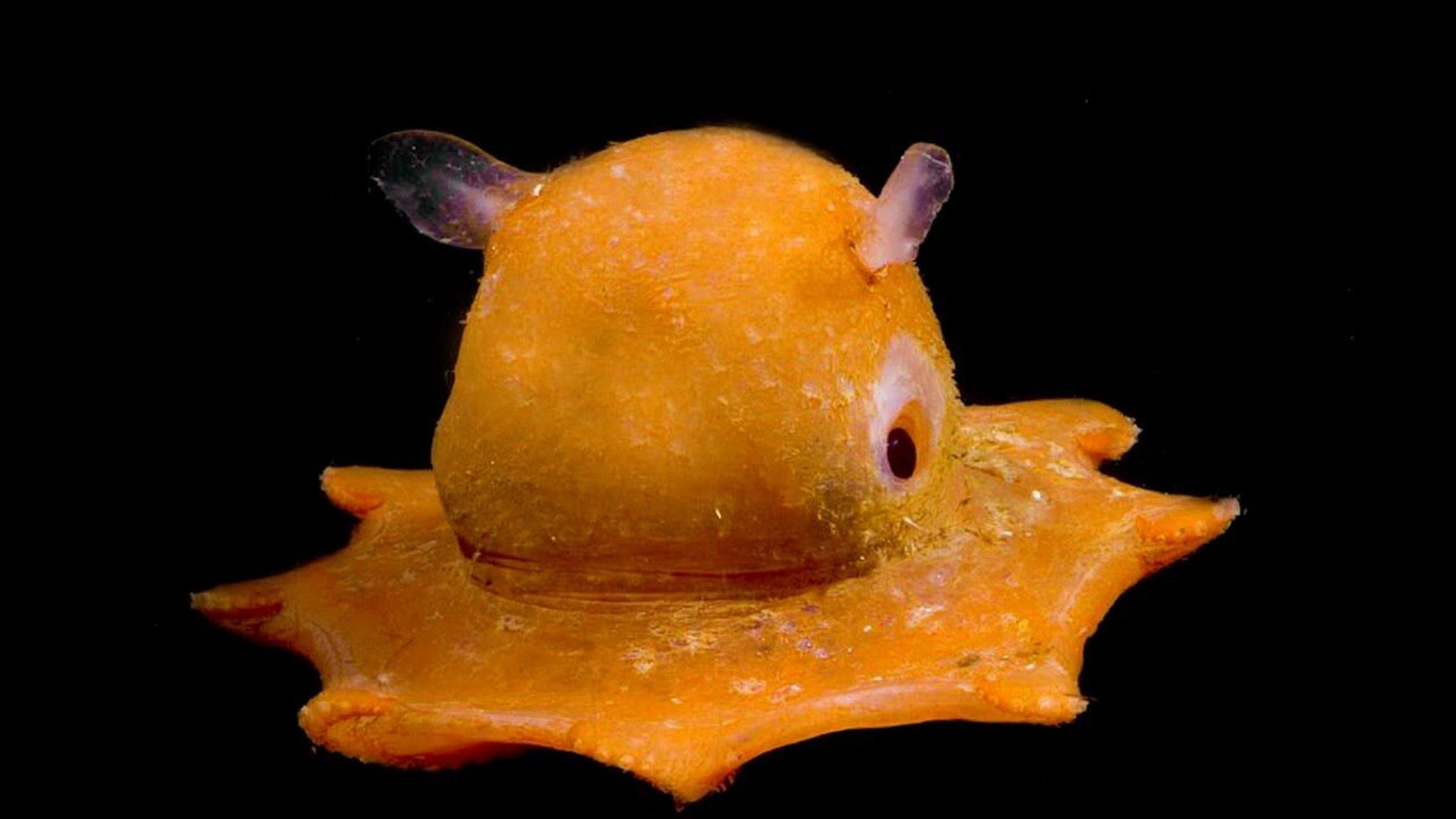 烙饼章鱼|被认为是最可爱的章鱼 98 fantasea·奇妙海洋 	 150.