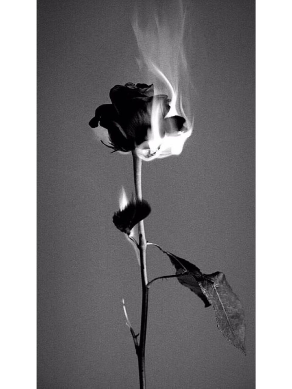 暗黑系|分享图片94黑色是所有颜色的尽头 燃烧的玫瑰 爱情的毁灭
